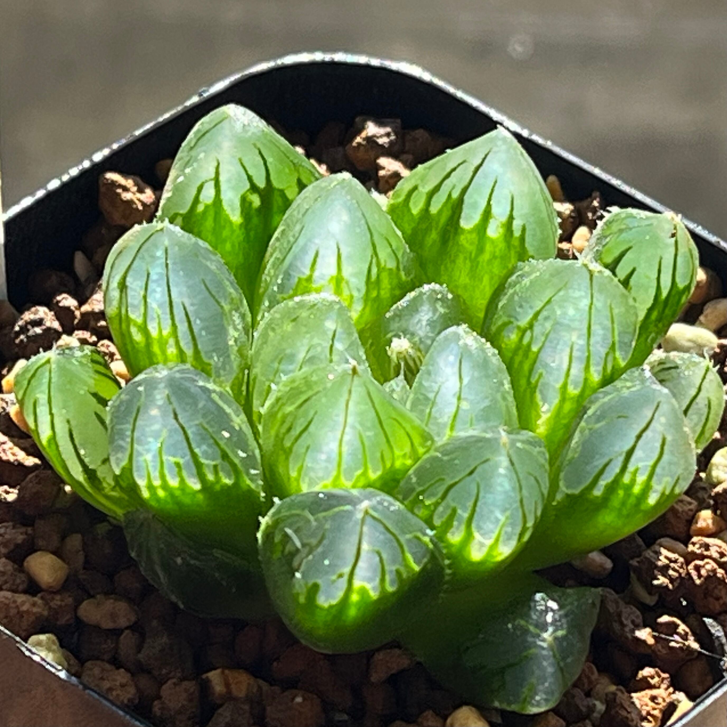 ALL ITEM | mocono_plants