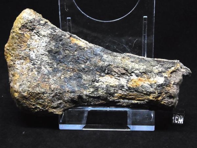 【 化石 】恐竜 ディプロドクス Diplodocus 巨大指骨（中手骨 ）大型竜脚類恐竜 ジュラ紀