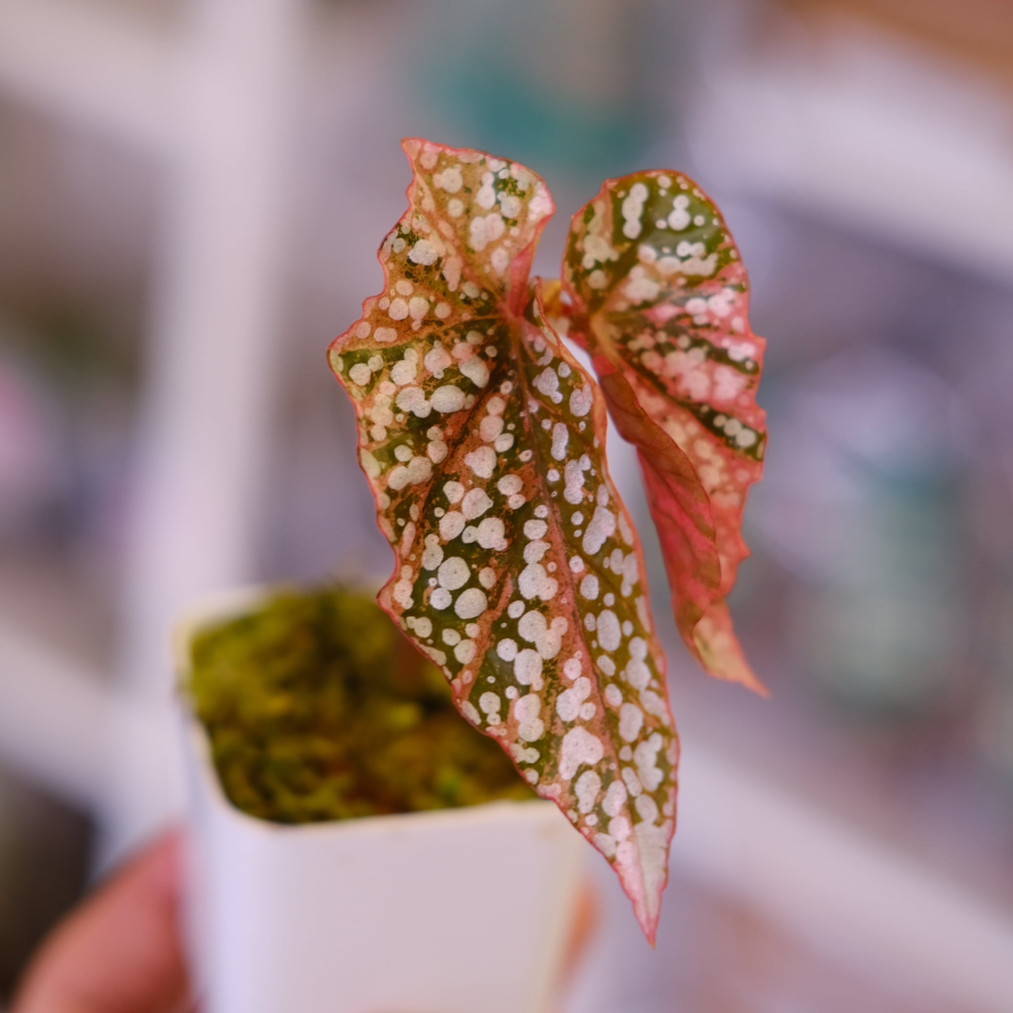 Begonia Snow Capped Variegata⑤｜ベゴニア スノーキャップド 斑入り
