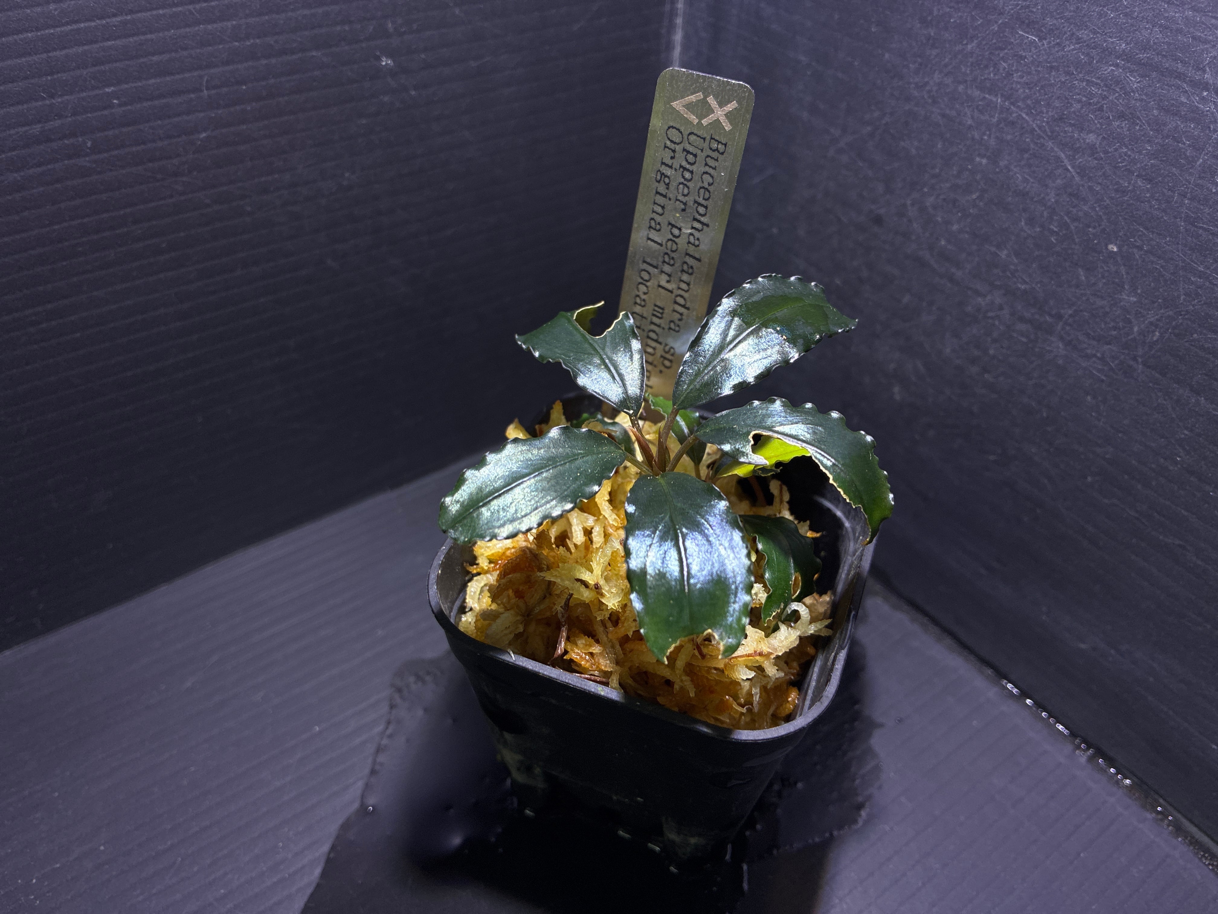 Bucephalandra sp. Murung raya【LA0813-1】 | AquaFocus