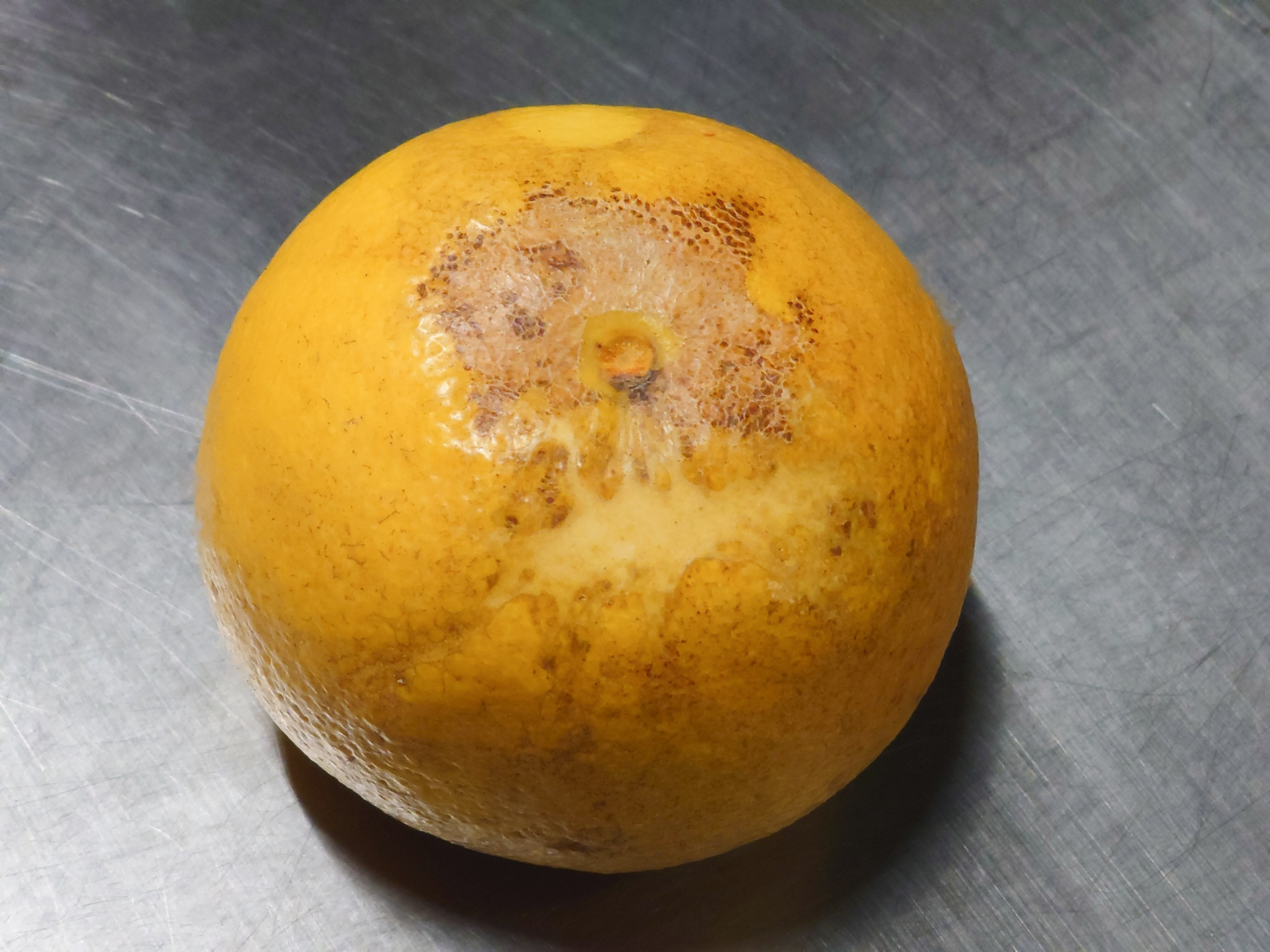 超訳あり品】土佐文旦 20kg（10kg×2箱を1梱包） ：10kg（M