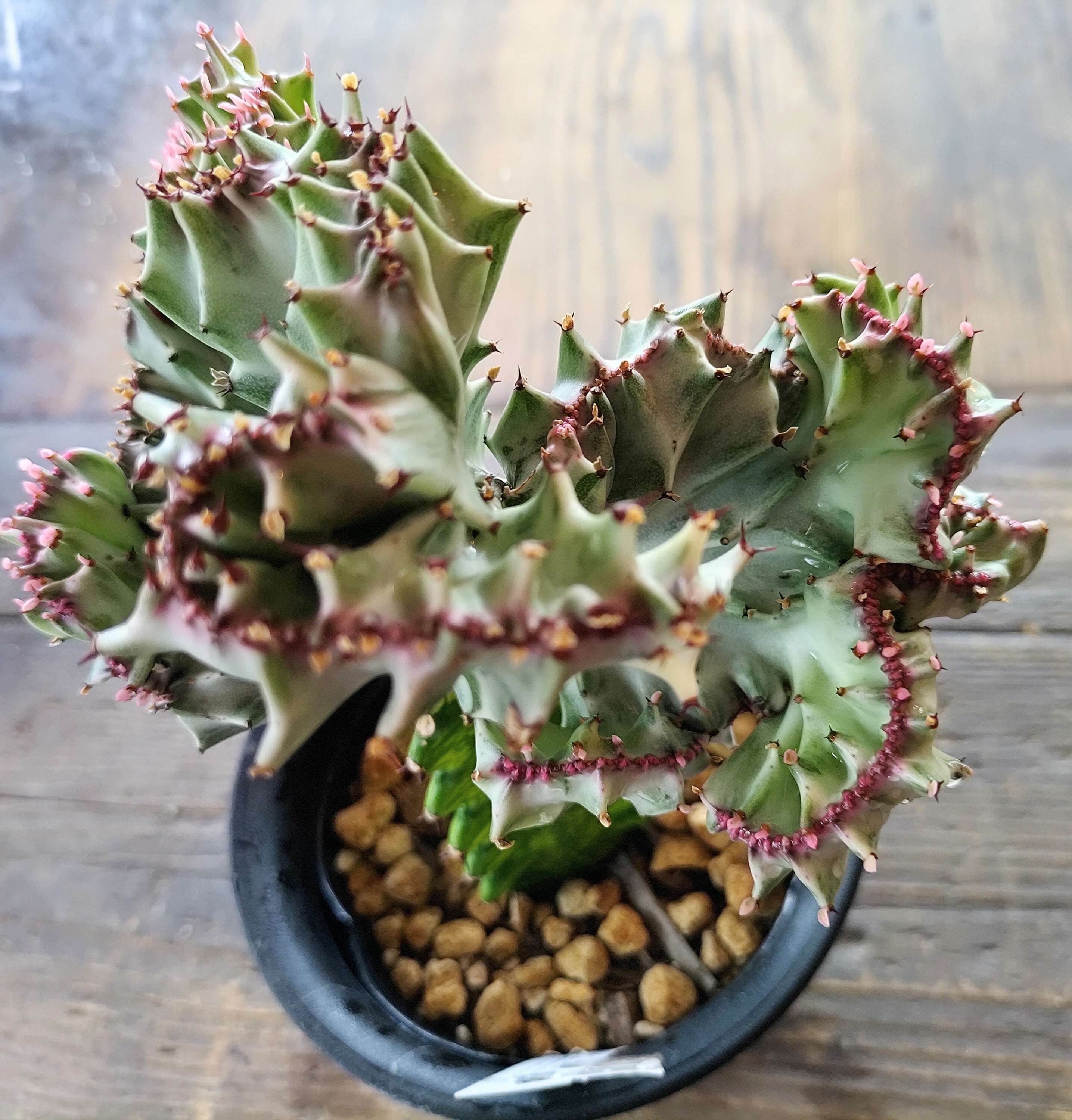 317ebc7c7a16e1ab3ad0bf9aa8ec3d