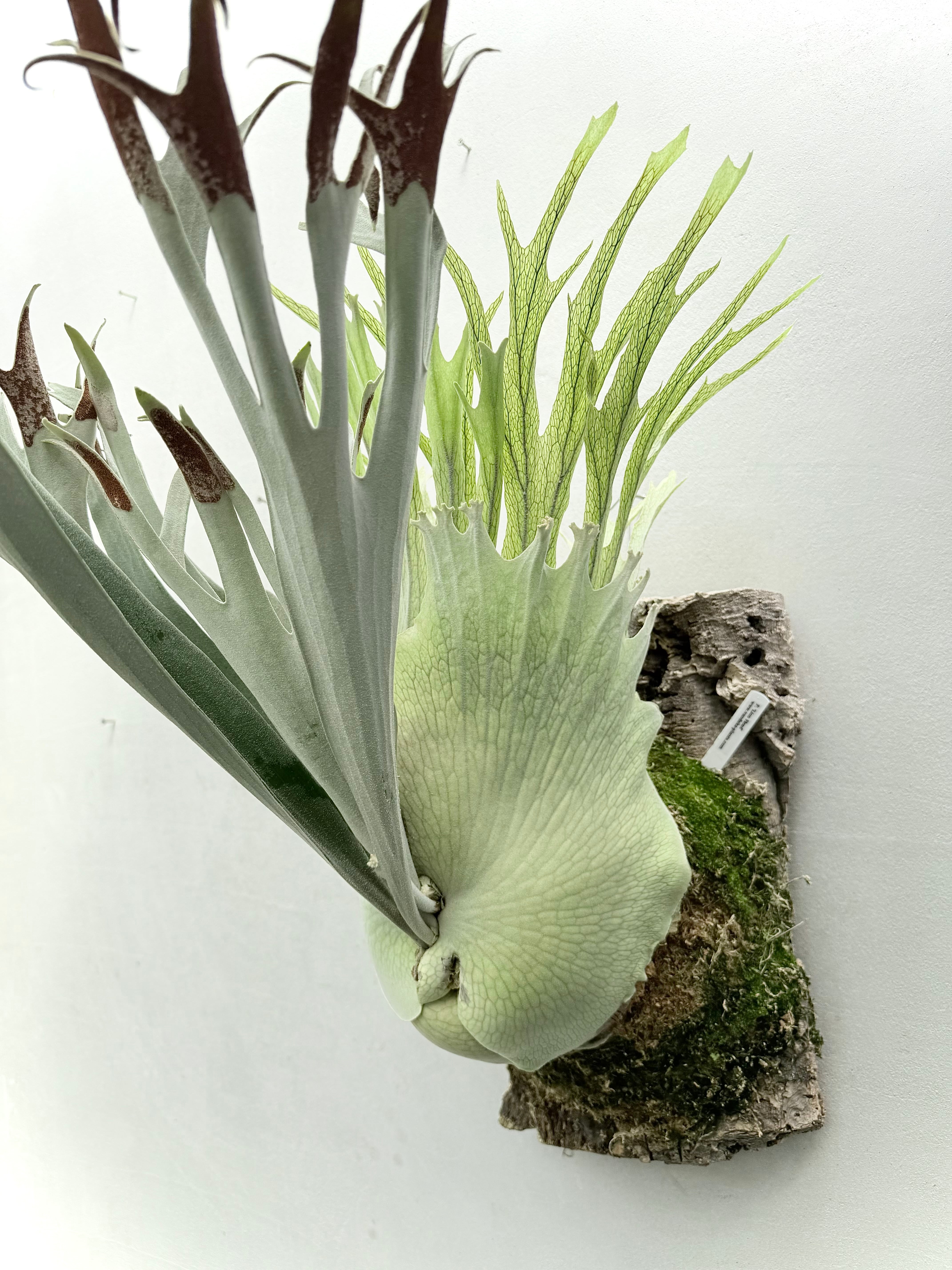 Platycerium_ビカクシダ | vandaka plants