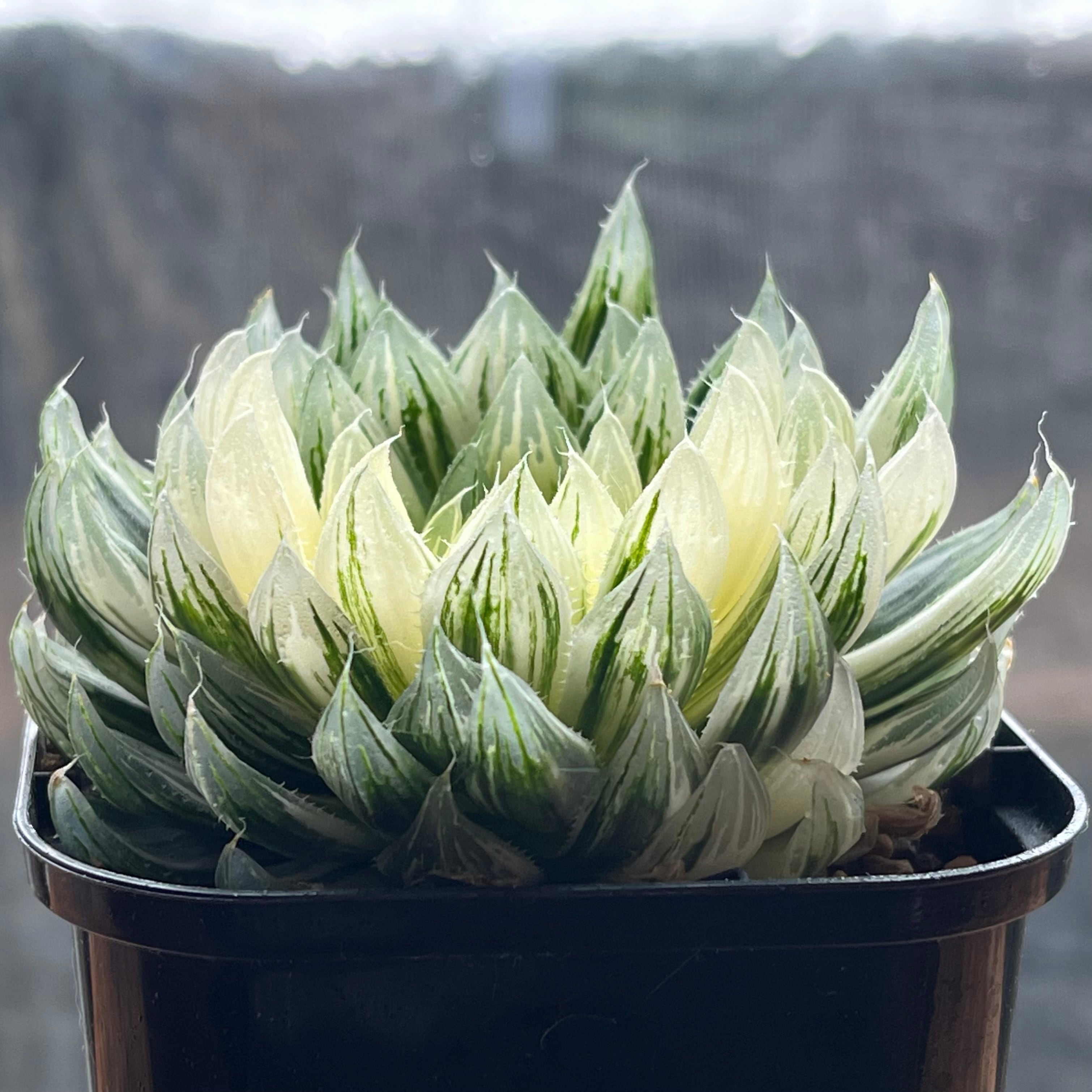 ハオルチア 花胡蝶 オブツーサ錦 | mocono_plants