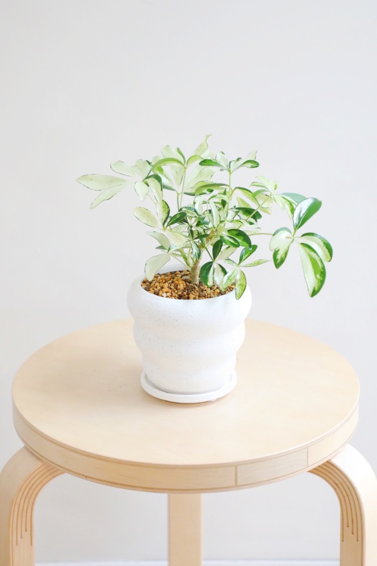 【S】シェフレラ イエローバリエガータ/ Schefflera