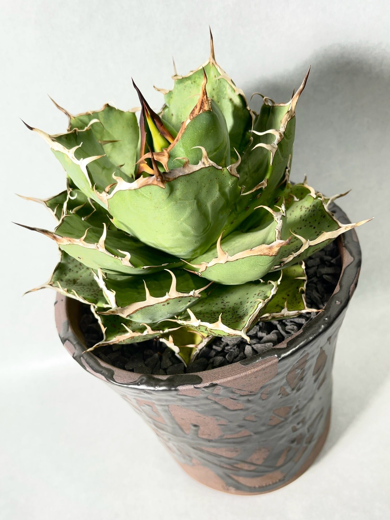 アガベ・強刺fo-76 | trigger