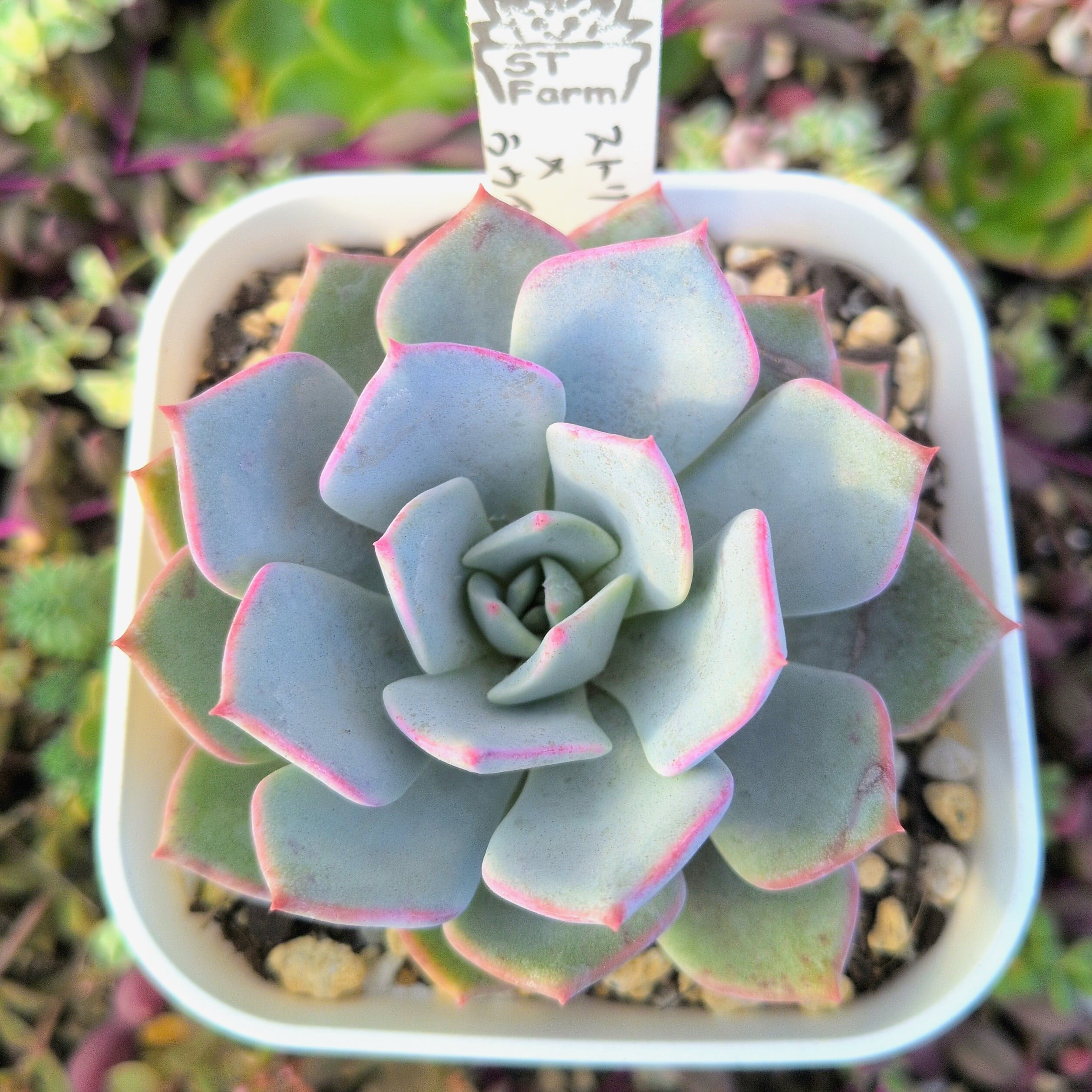 選抜前ST交配 エケベリア ストリクチフローラ ノヴァxラウイ 実生苗