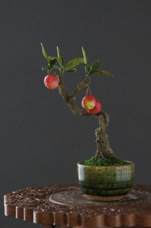 盆栽 ミニ林檎 Mini apple  Bonsai #65