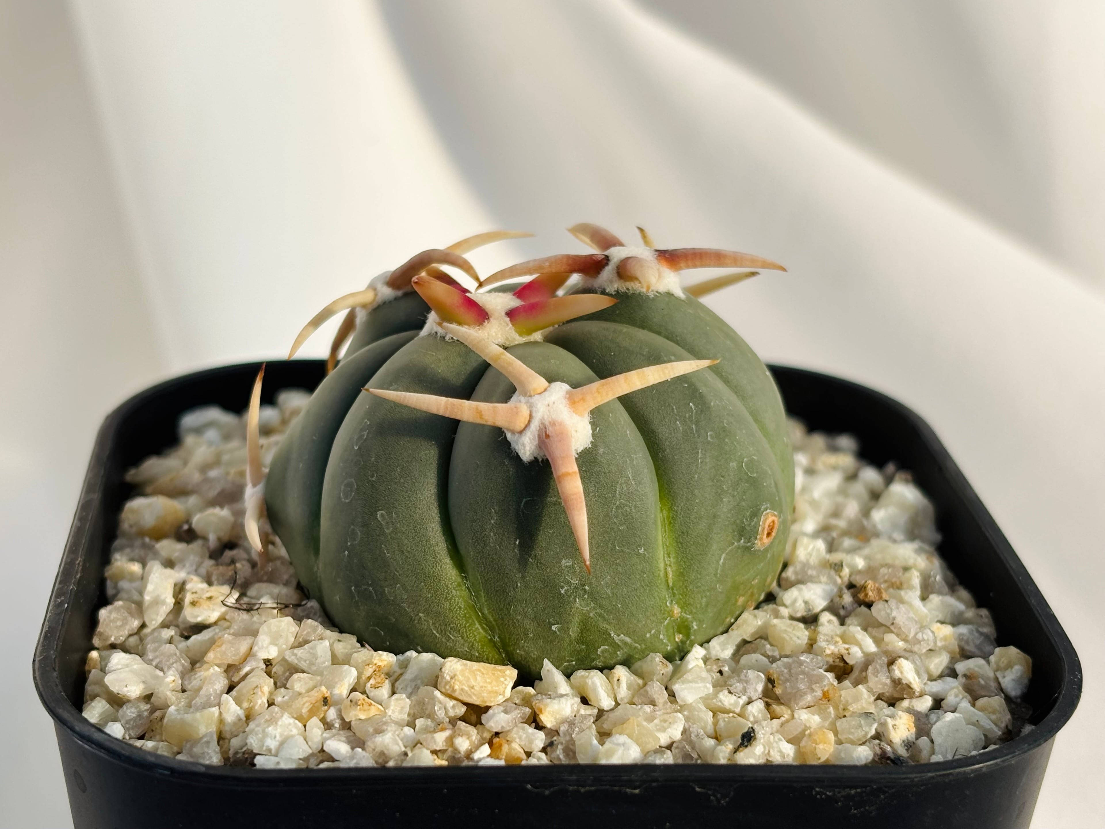 Echinocactus horizonthalonius エキノカクタス 白刺翠平丸 強刺選抜
