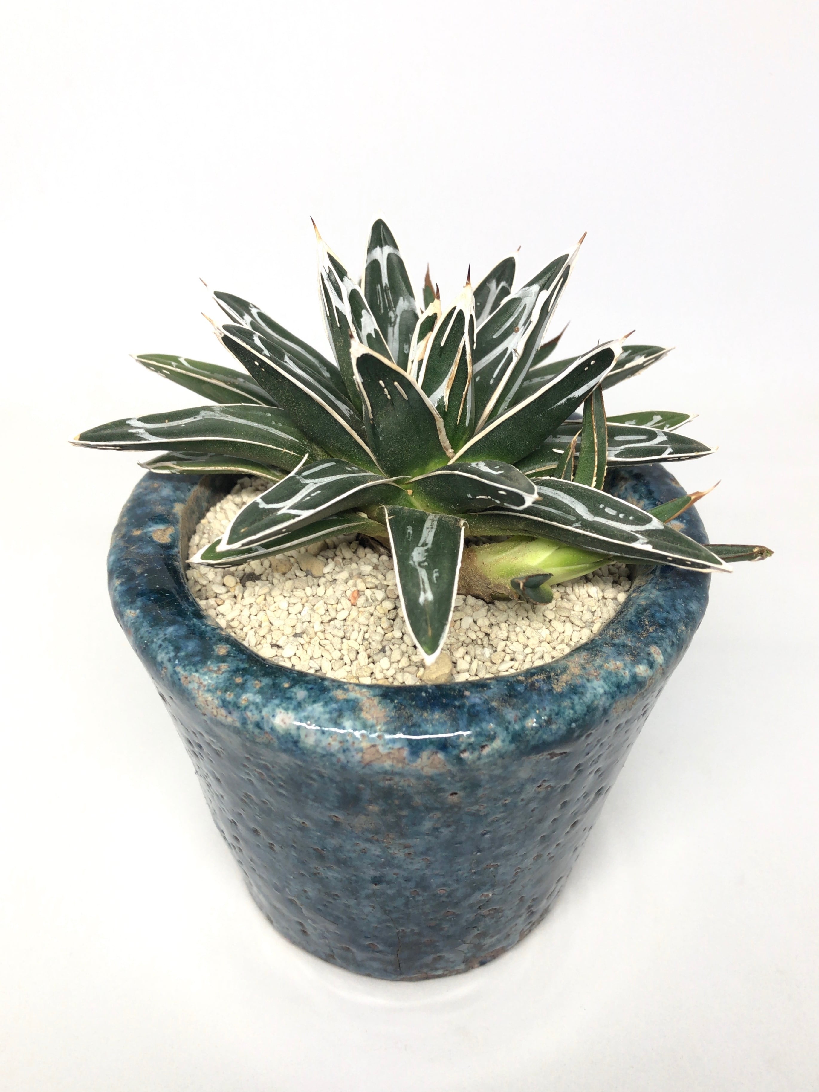 アガベ・姫笹の雪 | trigger