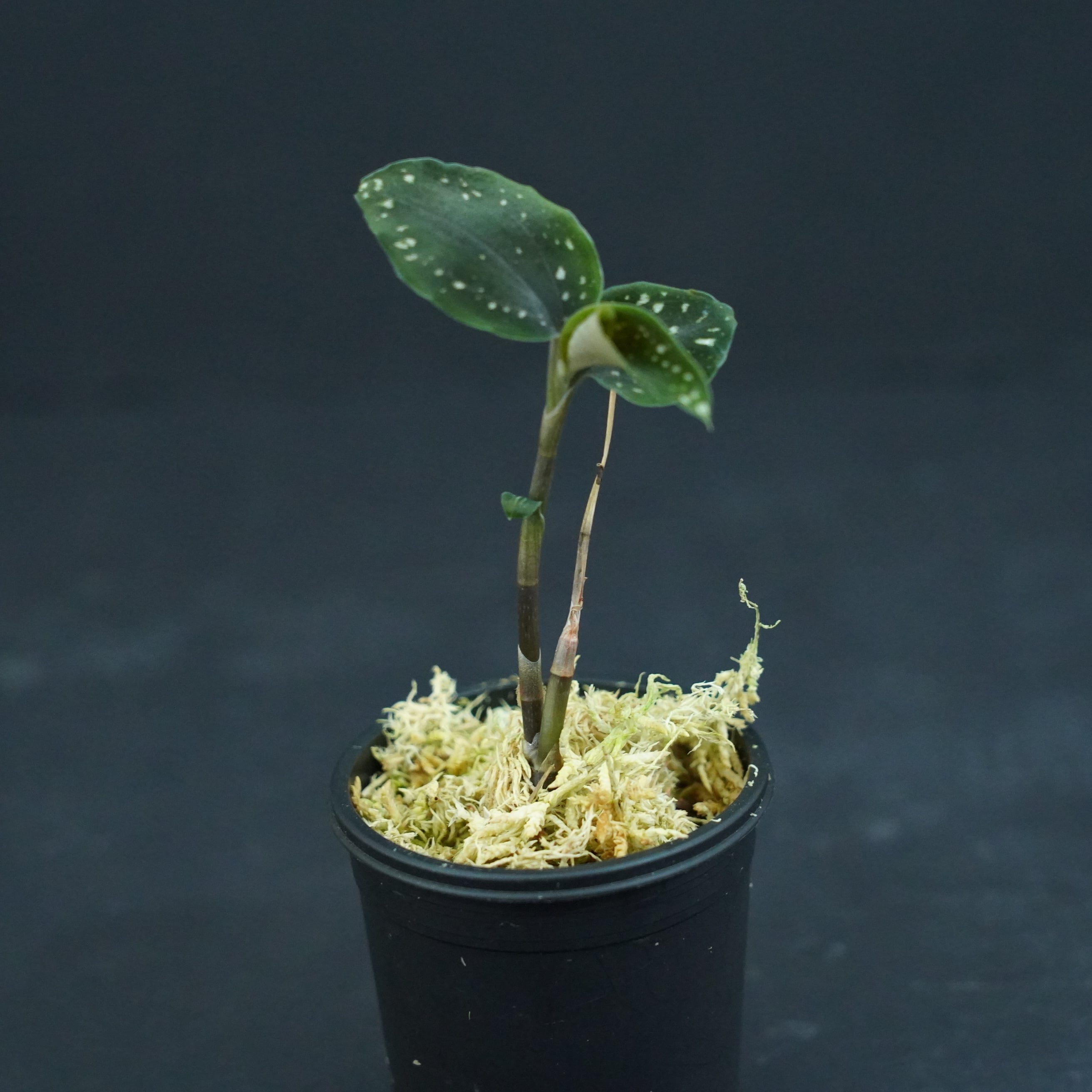 ◇現品◇ミクロキルス トリダックス(緑)【ジュエルオーキッド宝石蘭 ◇現品◇ミクロキルス トリダックス(緑)【ジュエルオーキッド宝石蘭