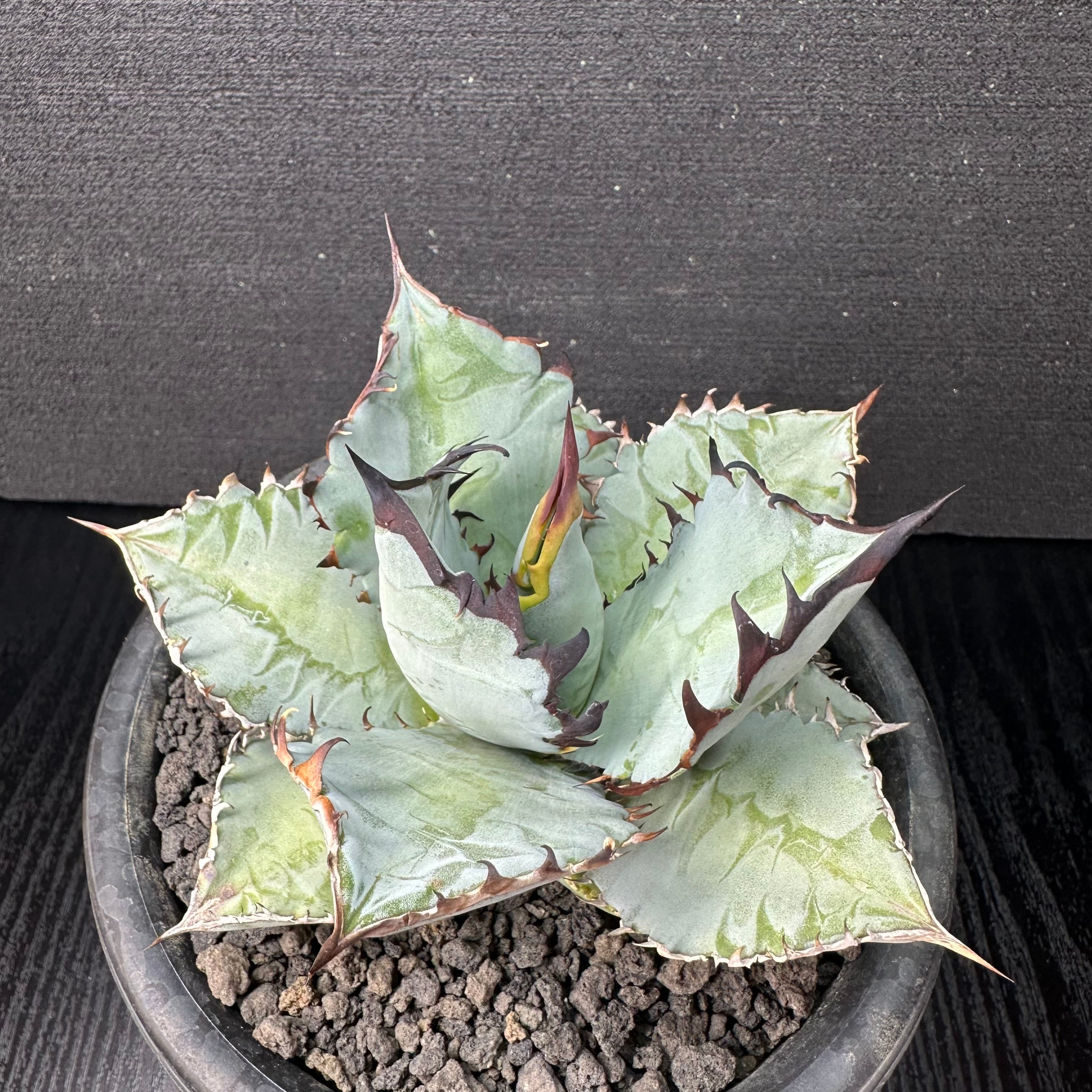 T Plants Labo