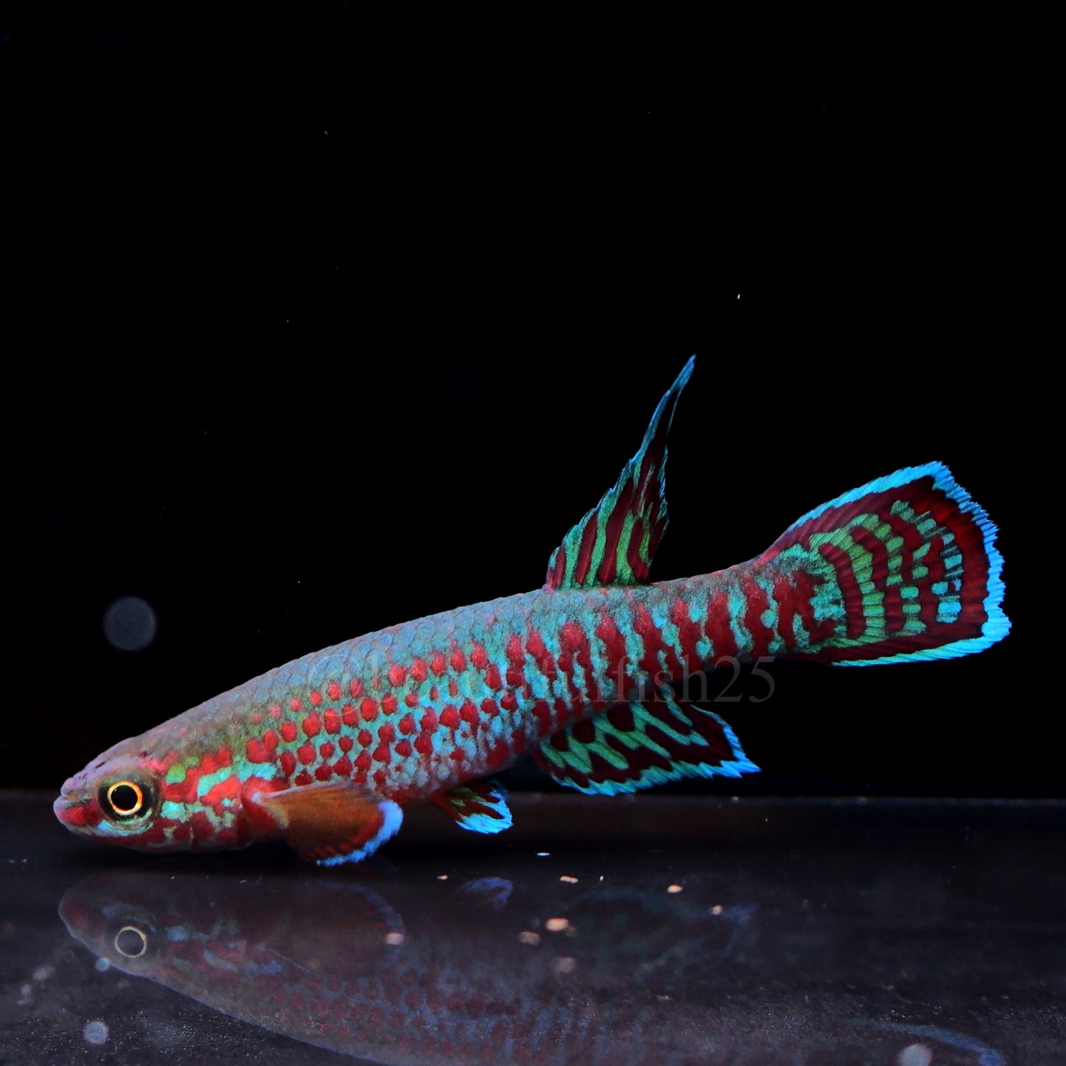 卵生メダカ アフィオセミオン ミンボン GEGVPO 2018/17 熱帯魚 卵生メダカ Aphyosemion mimbon GEGVPO 2018/17 1ペア