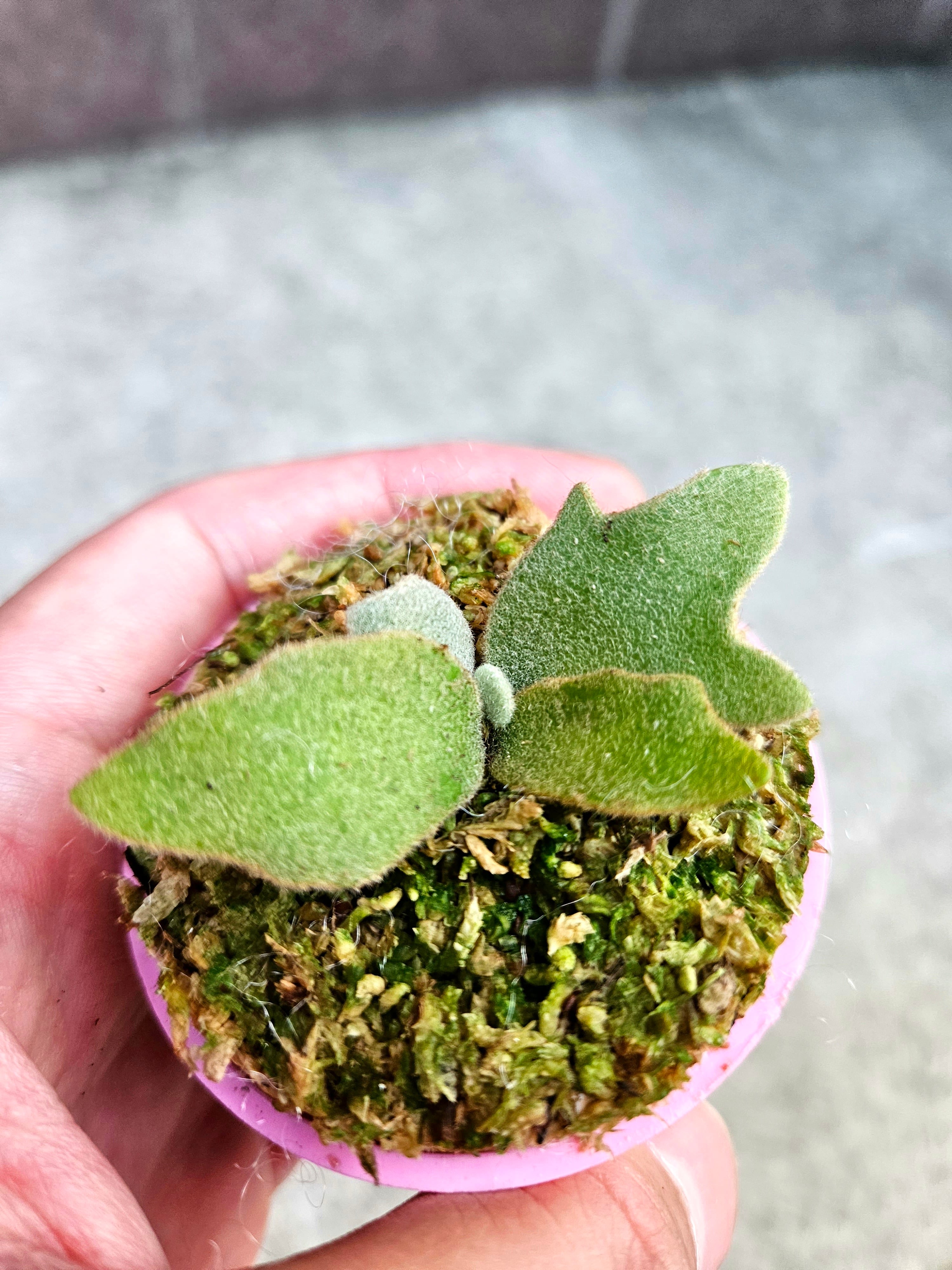 P.willinckii Jade Girl Sporelings