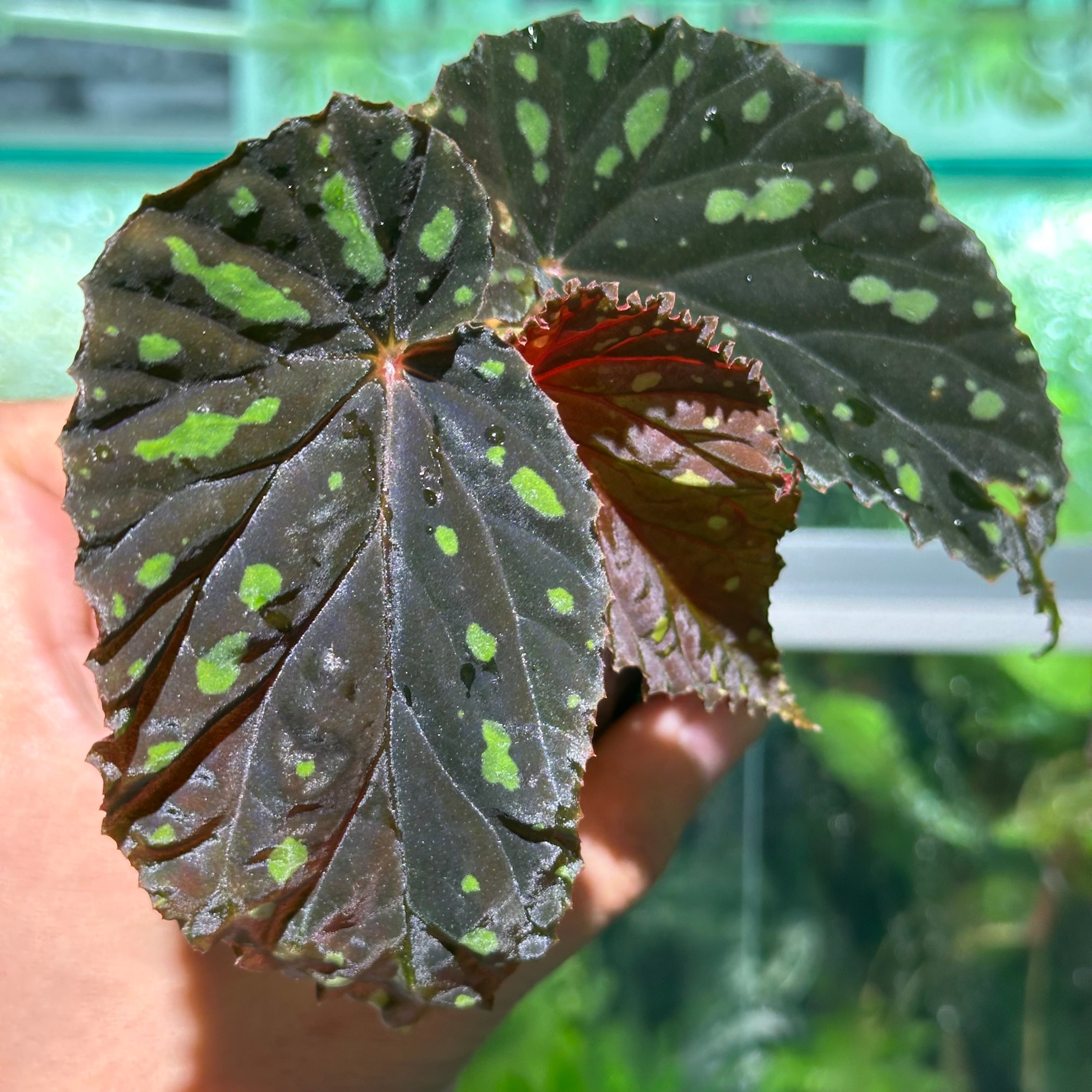 Begonia murina | ベゴニア専門 オンラインショップ