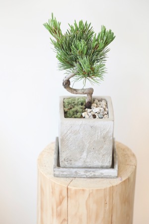五葉松 盆栽/Japanese white pine bonsai 　※陶器鉢付き