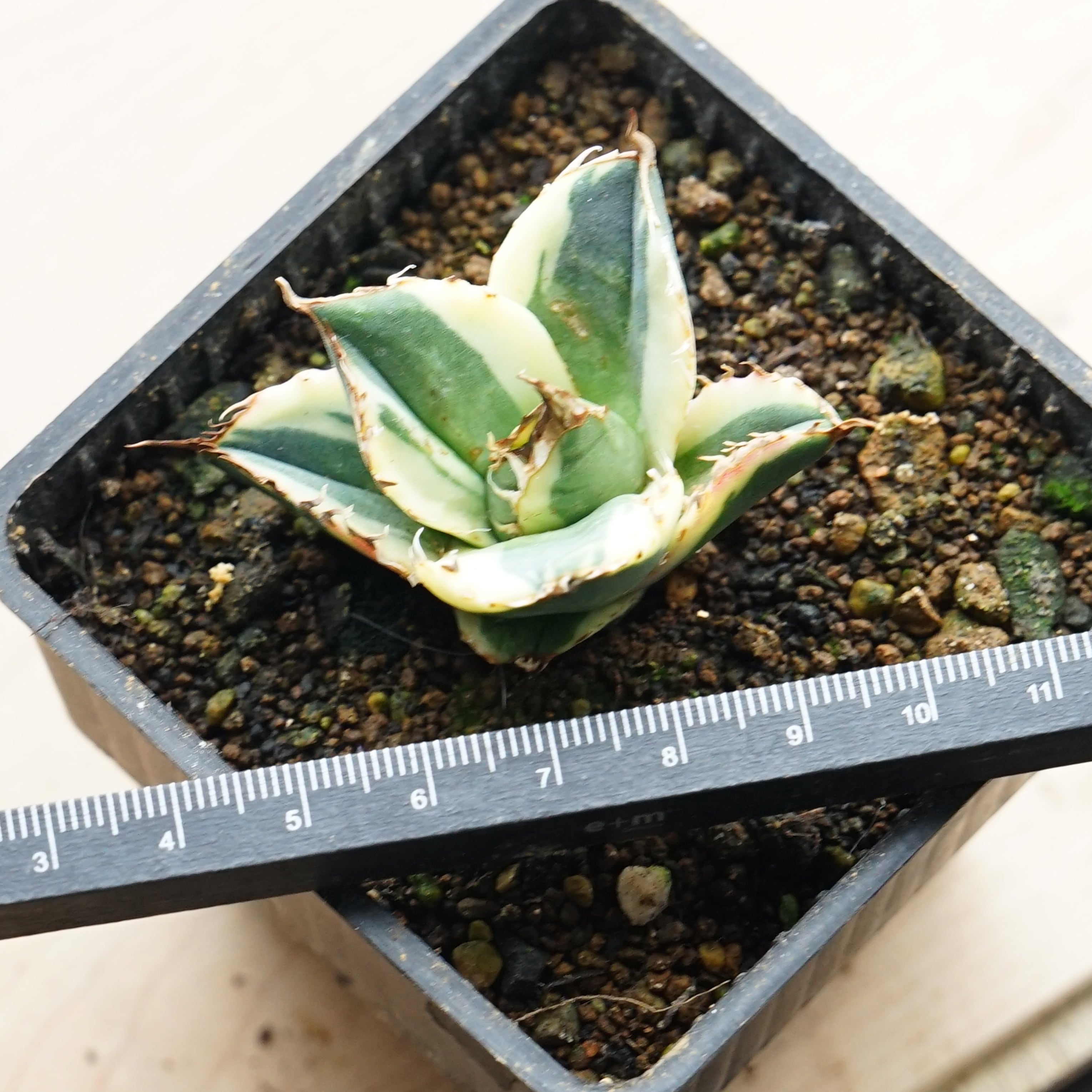 抜き苗 スナグルトゥース 子株 Agave titanota 
