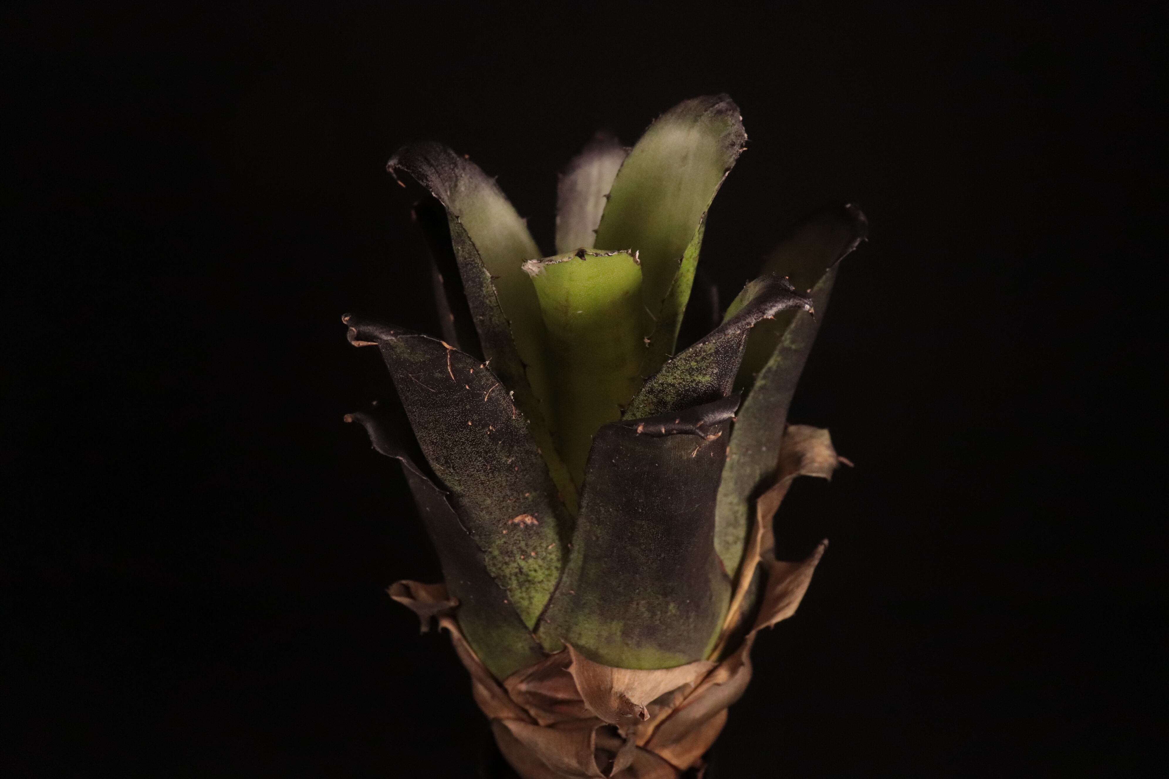 送料無料】Hohenbergia leopoldo-horstii (Black form