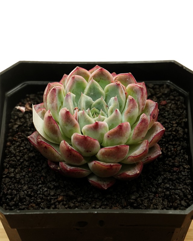 カット苗 ムーンバニー Echeveria 'Moon Bunny'