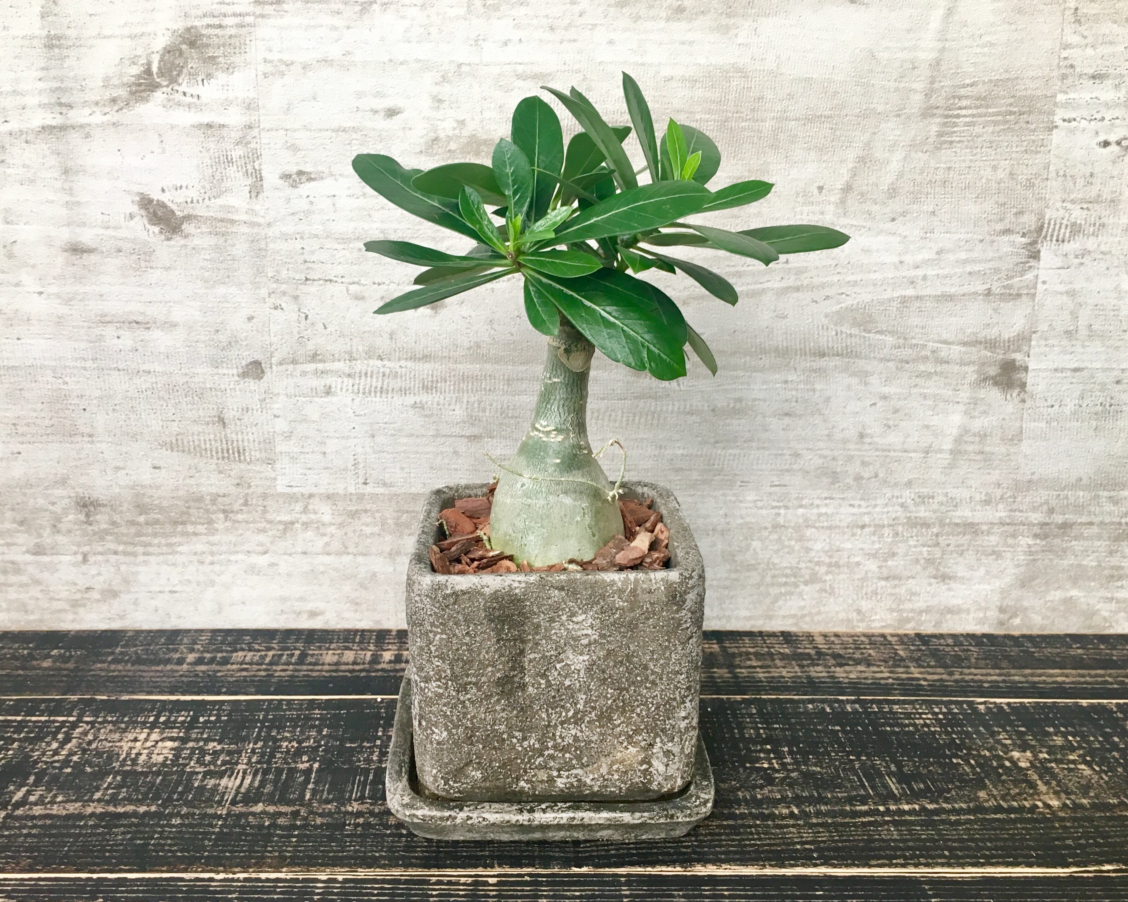 アデニウム 砂漠のバラ 塊根植物 セメントポット Planet Plants プラネットプランツ