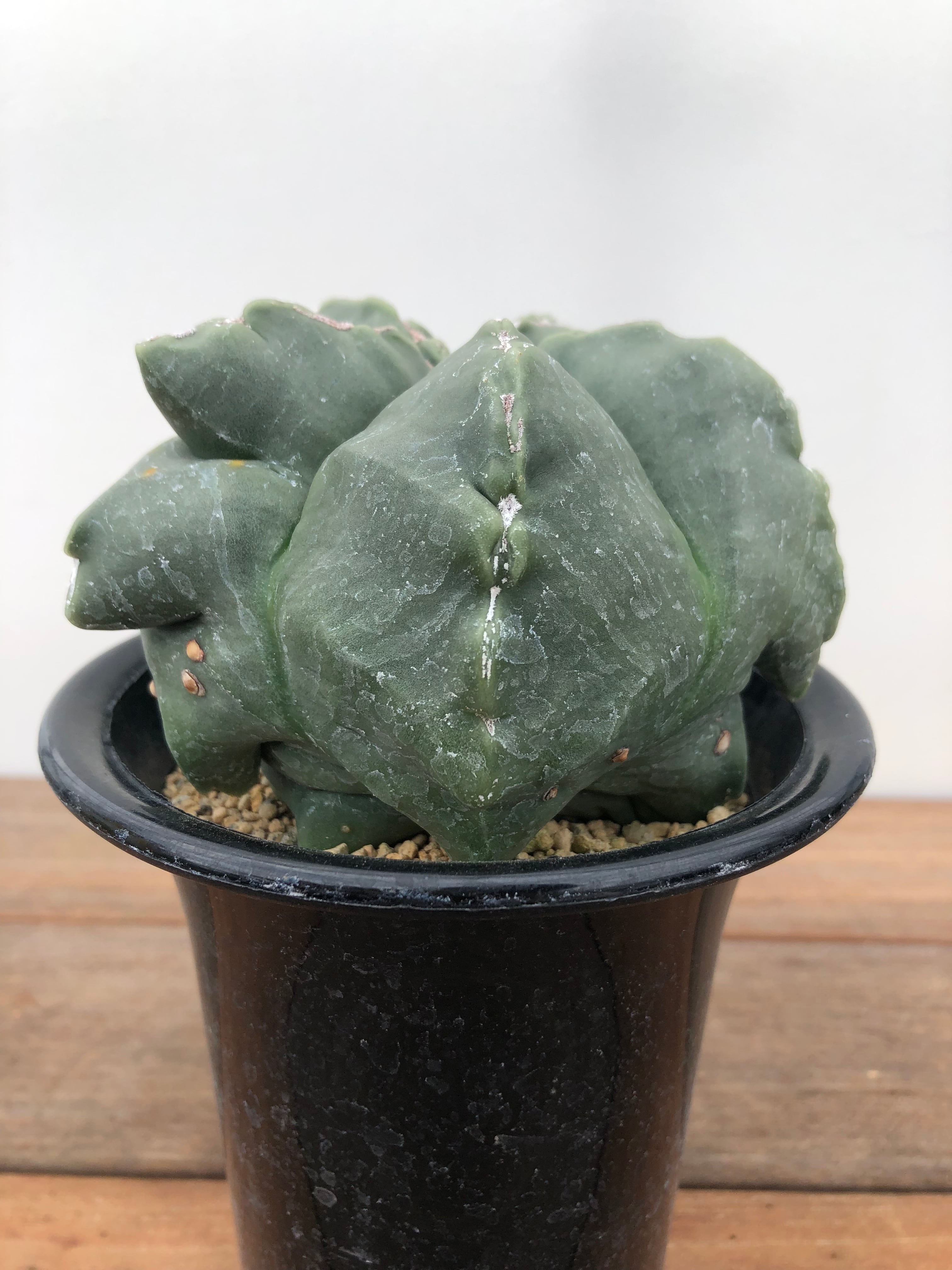 Astrophytum アストロフィツム ランポー玉 鸞鳳玉 モンスト