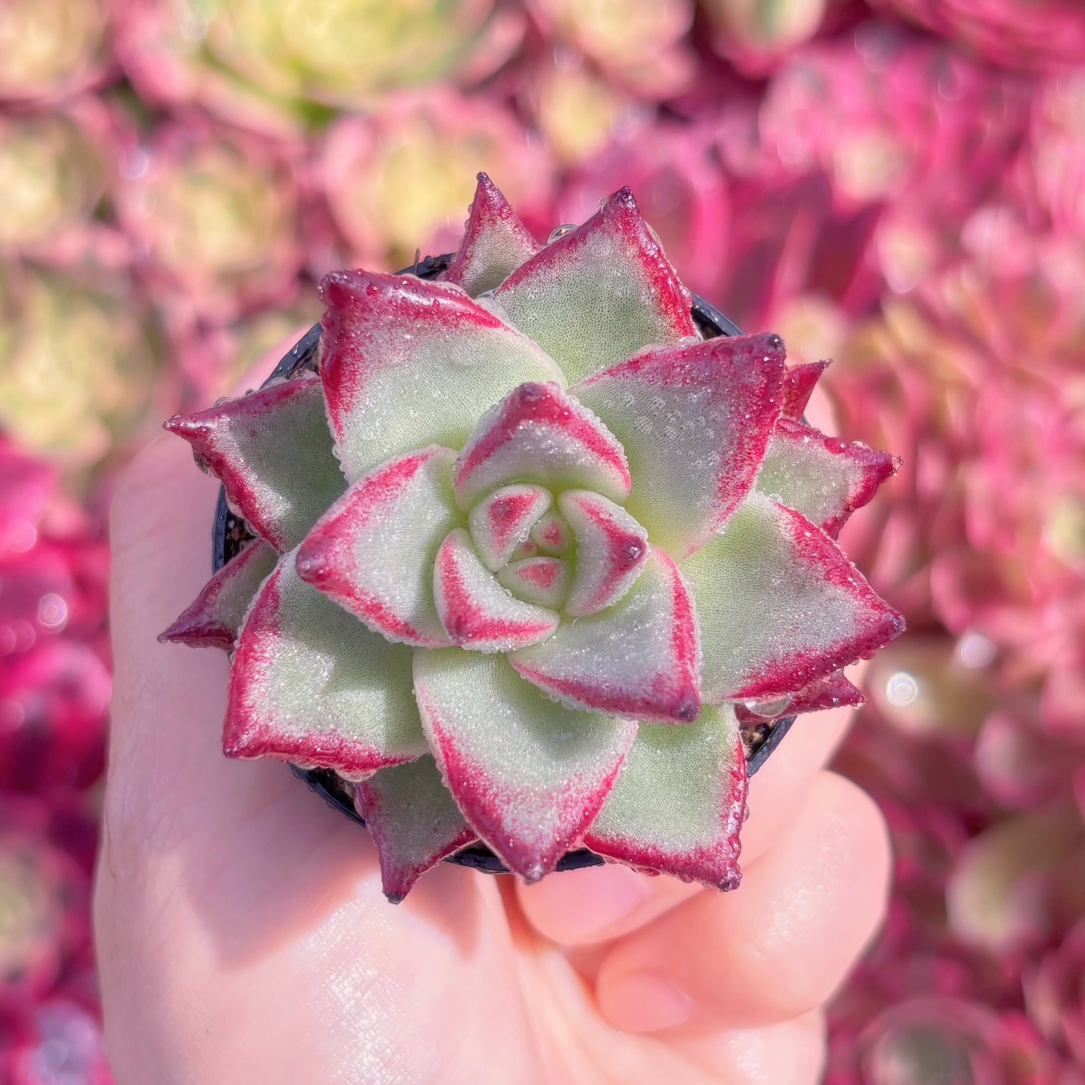 多肉植物　エボニー(sサイズ)　新入荷　るる農園