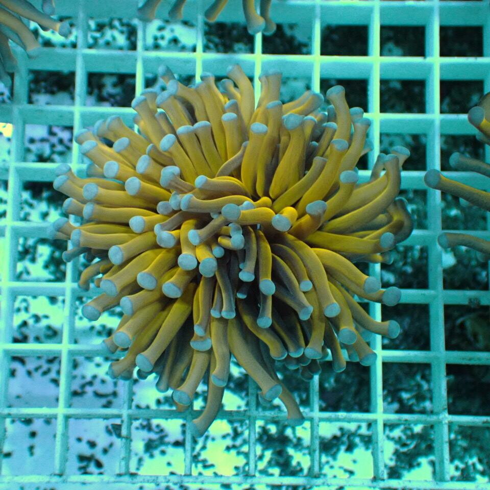 天然ライブロック Sグレード 1kg | HOUSE REEF(ハウスリーフ)サンゴ