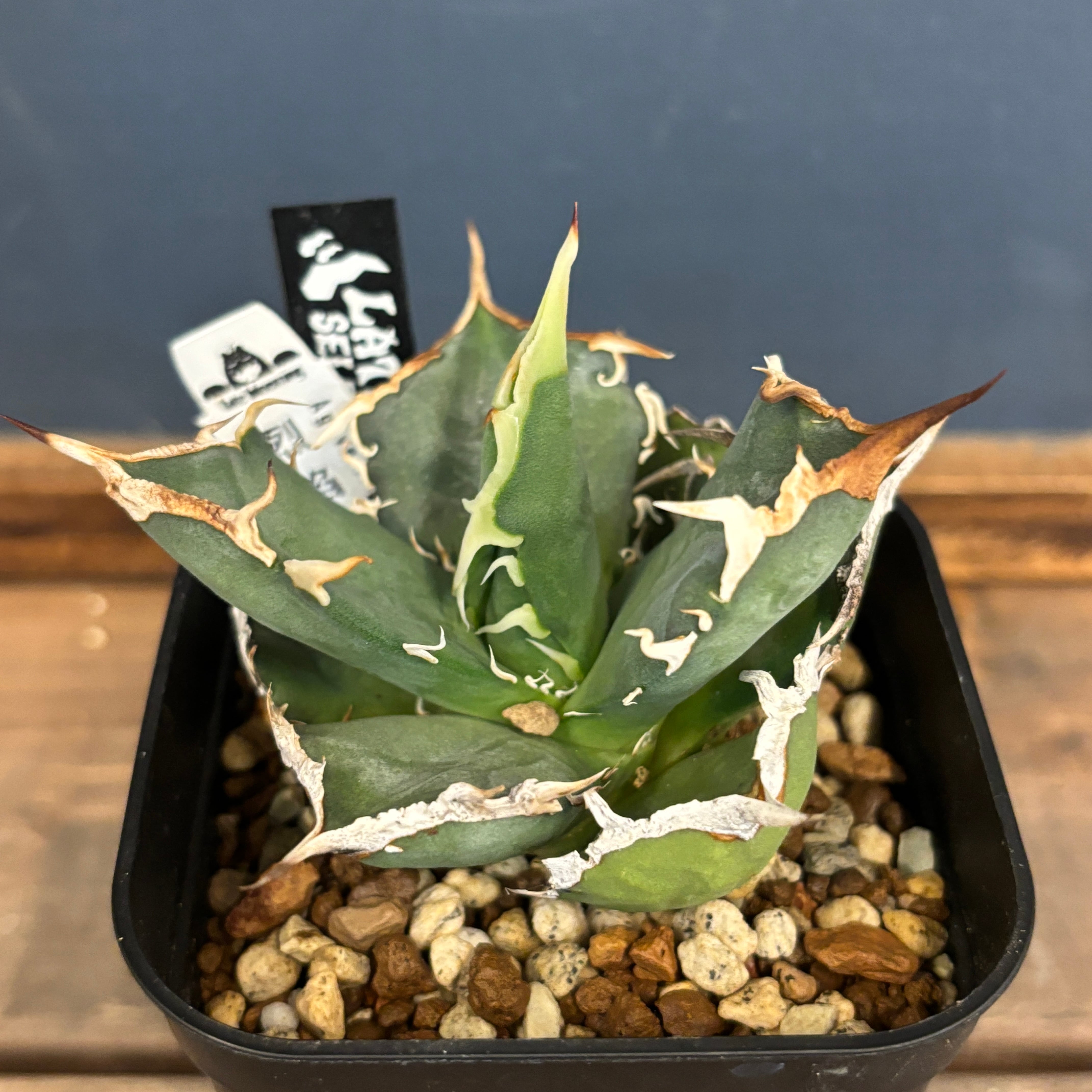 アガベ　チタノタ　烈焔　親株　子株付き アガベ チタノタ 烈焔 Agave titanota 
