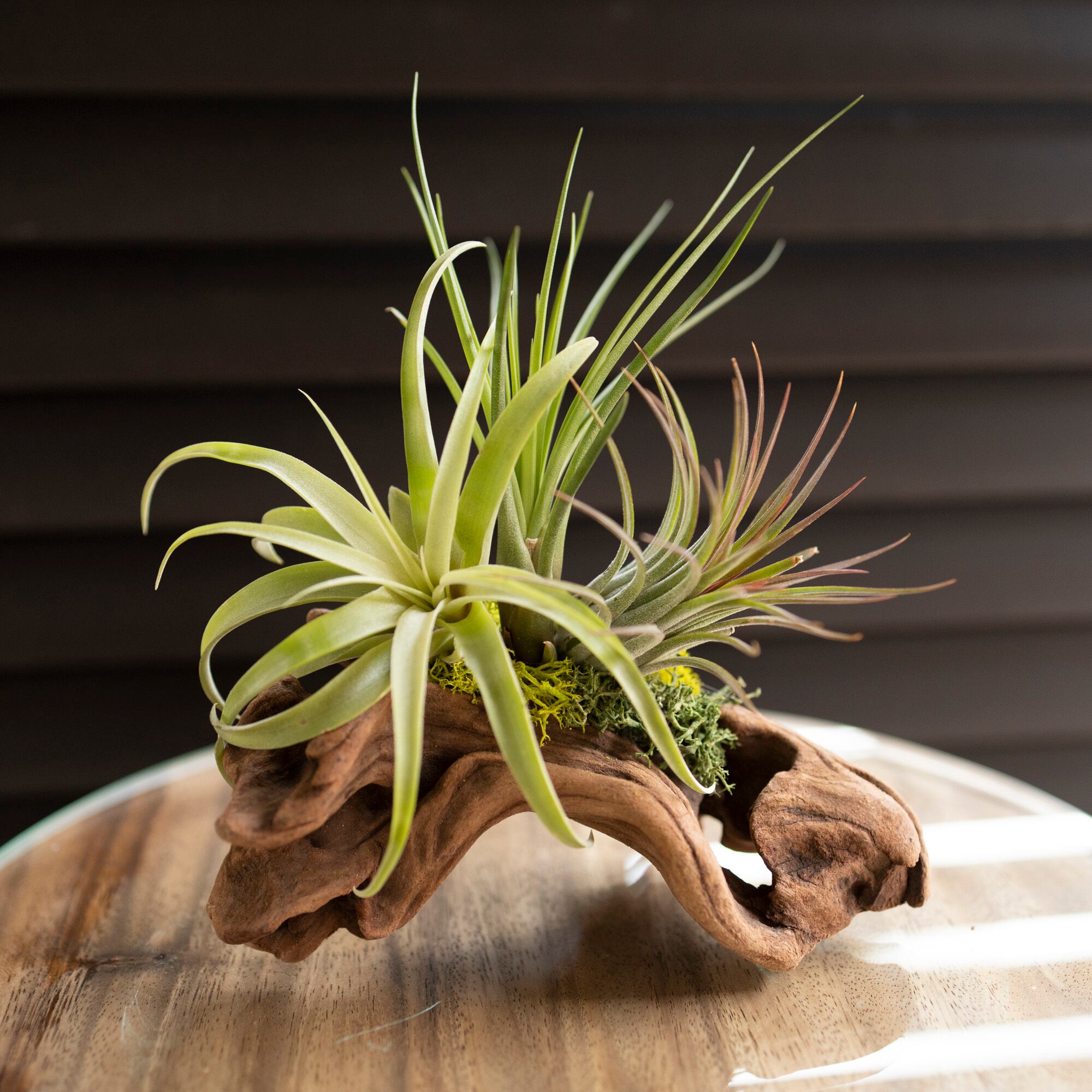 エアープランツ 流木 着生2個セット 観葉植物 アクアリウム 多肉植物