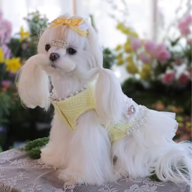 イエローツイードのレディワンピース 犬服 01091