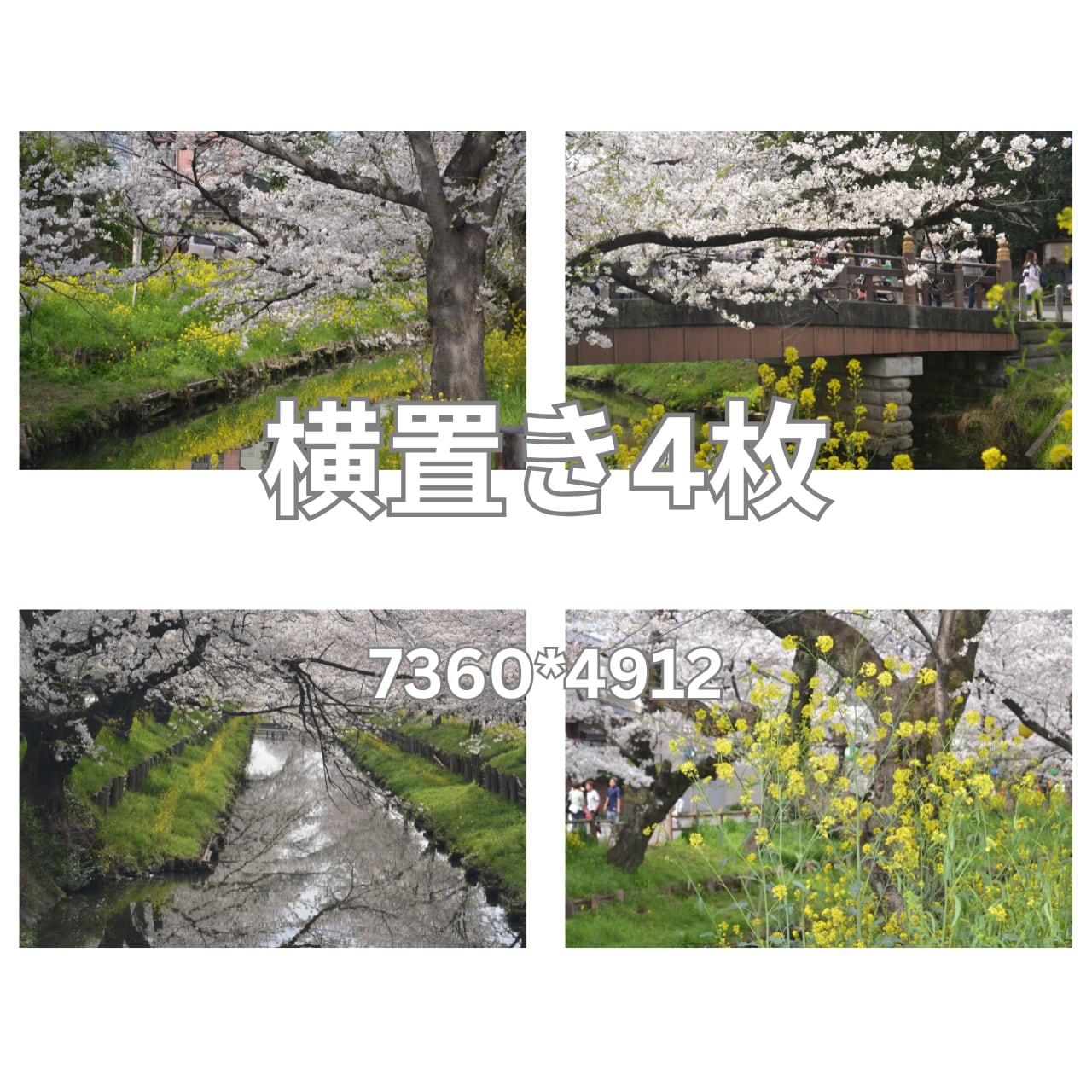 デジタル写真素材 4枚組 「さくら咲く川越・1」サイズ 長編7360px×短辺4912px