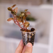 PEPEROMIA METARICA varigated | ペペロニア メタリカ③ | 観葉植物