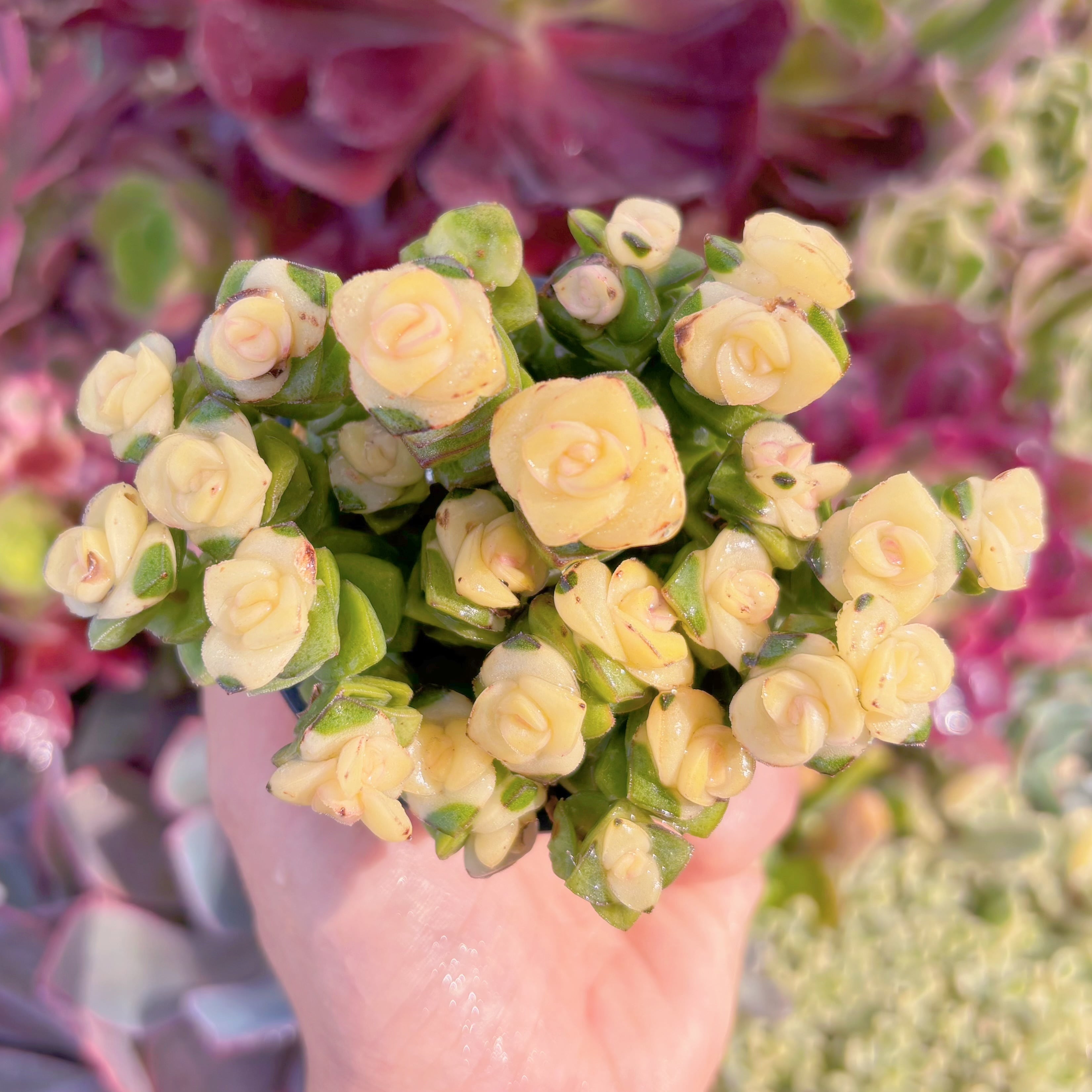 現品　舞乙女錦(黄錦)#F206　るる農園