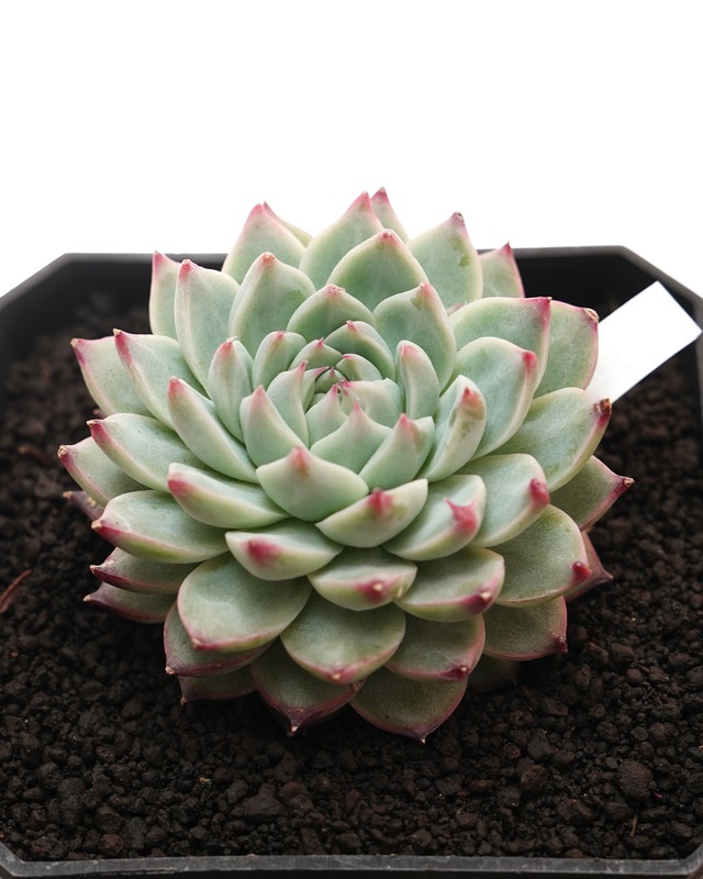 カット苗 キャドバリー Echeveria 'Cadbury'