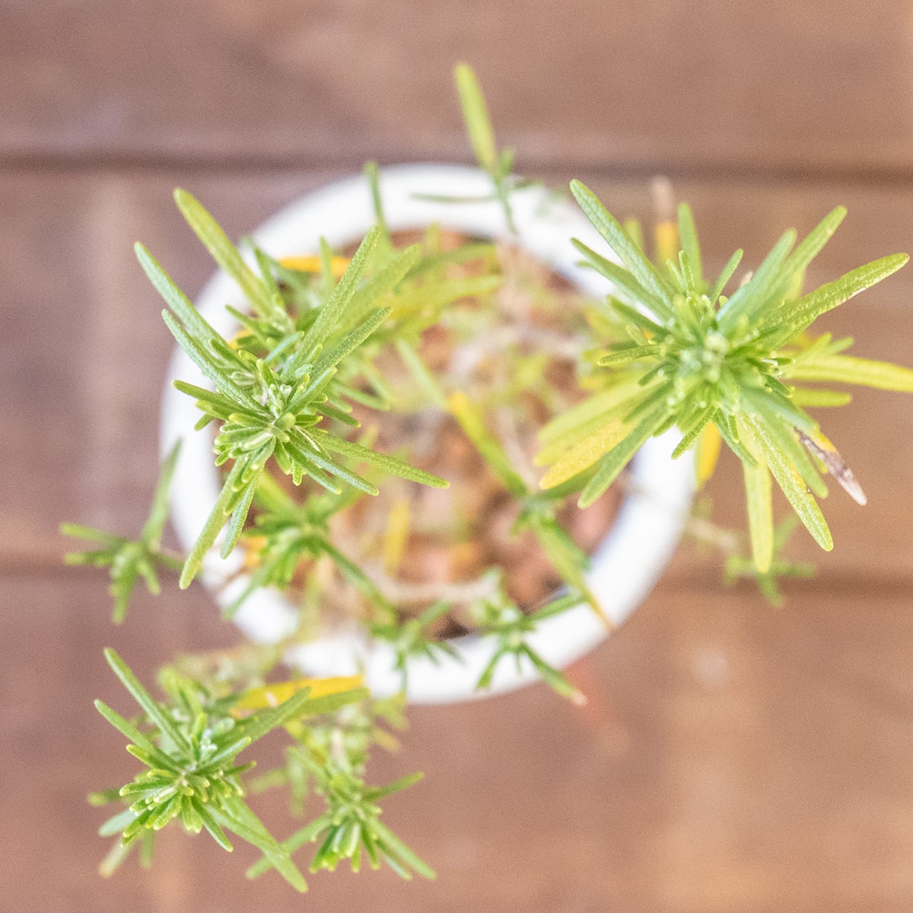 コピー:【形にこだわり抜いた】一株ごとの厳選仕入れで見つけた、美しいユーカリ・グニー。無機質な手づくりモルタル鉢との対比が際立つ一品|虫発生抑制|送料全国一律850円