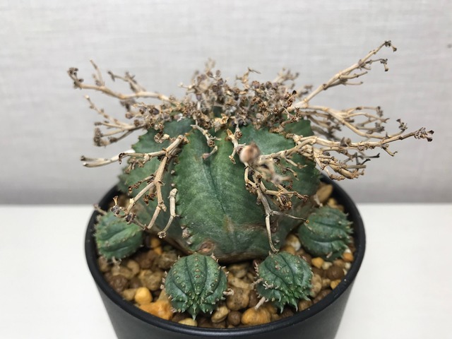 ユーフォルビア 仔吹きバリダ