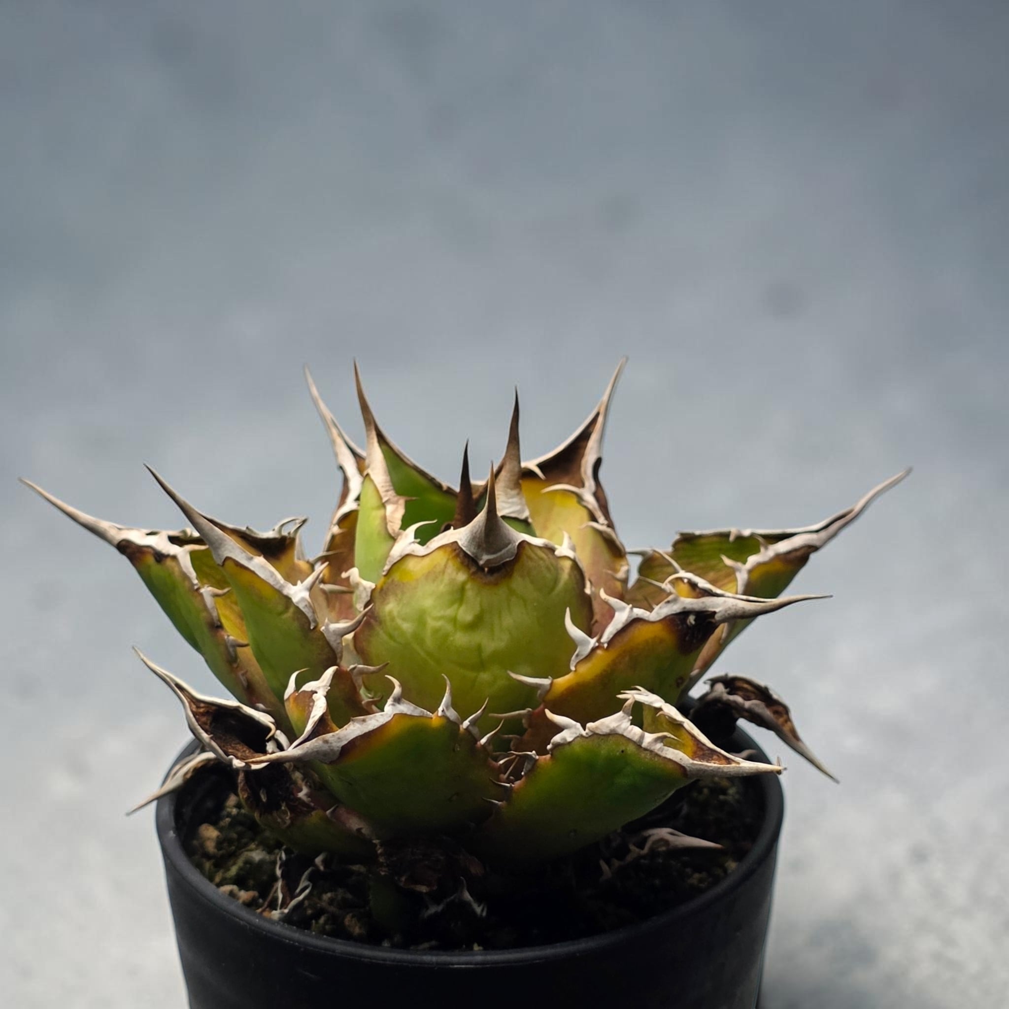 アガベ チタノタ 宝珠 (Agave titanota 'Baozhu') | BRIDGE GARDEN