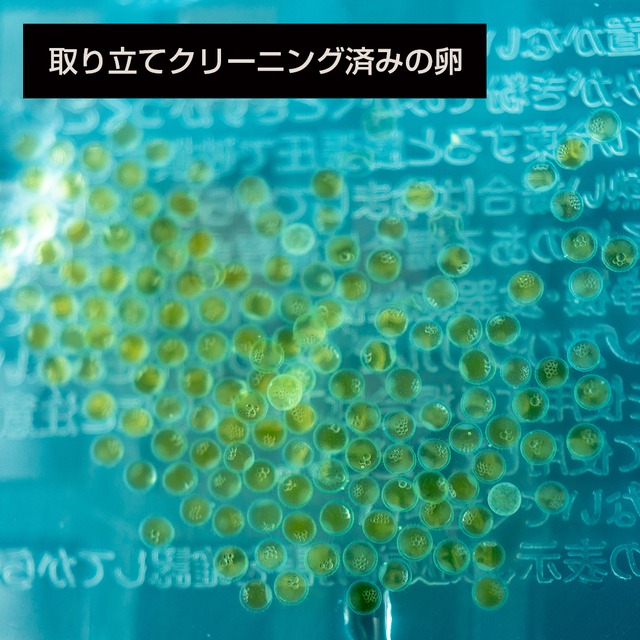 メダカ有精卵 選べる5種 × 30個ずつ