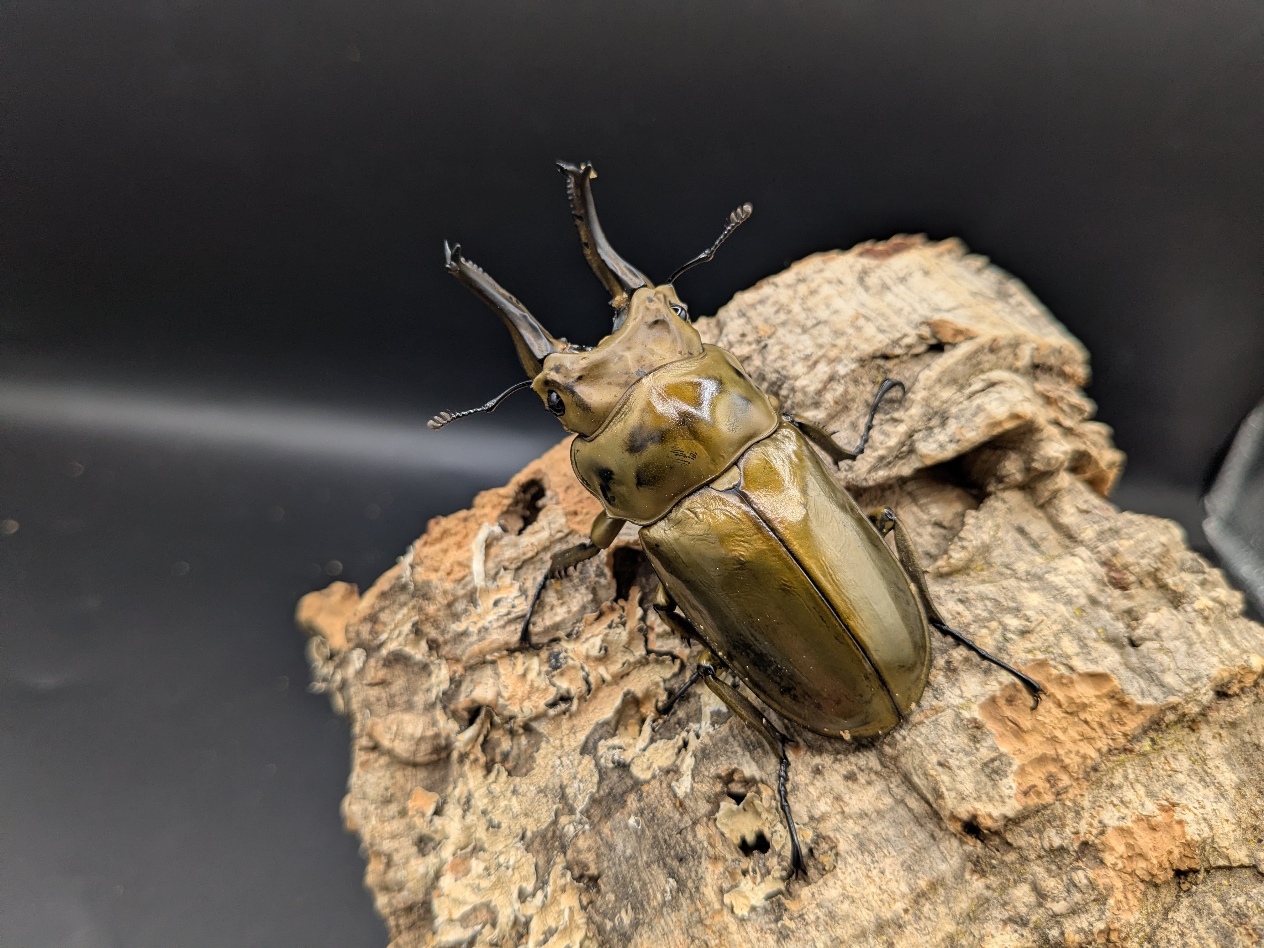 クワガタムシ | クワガタムシ・カブトムシ専門ショップ CIEL