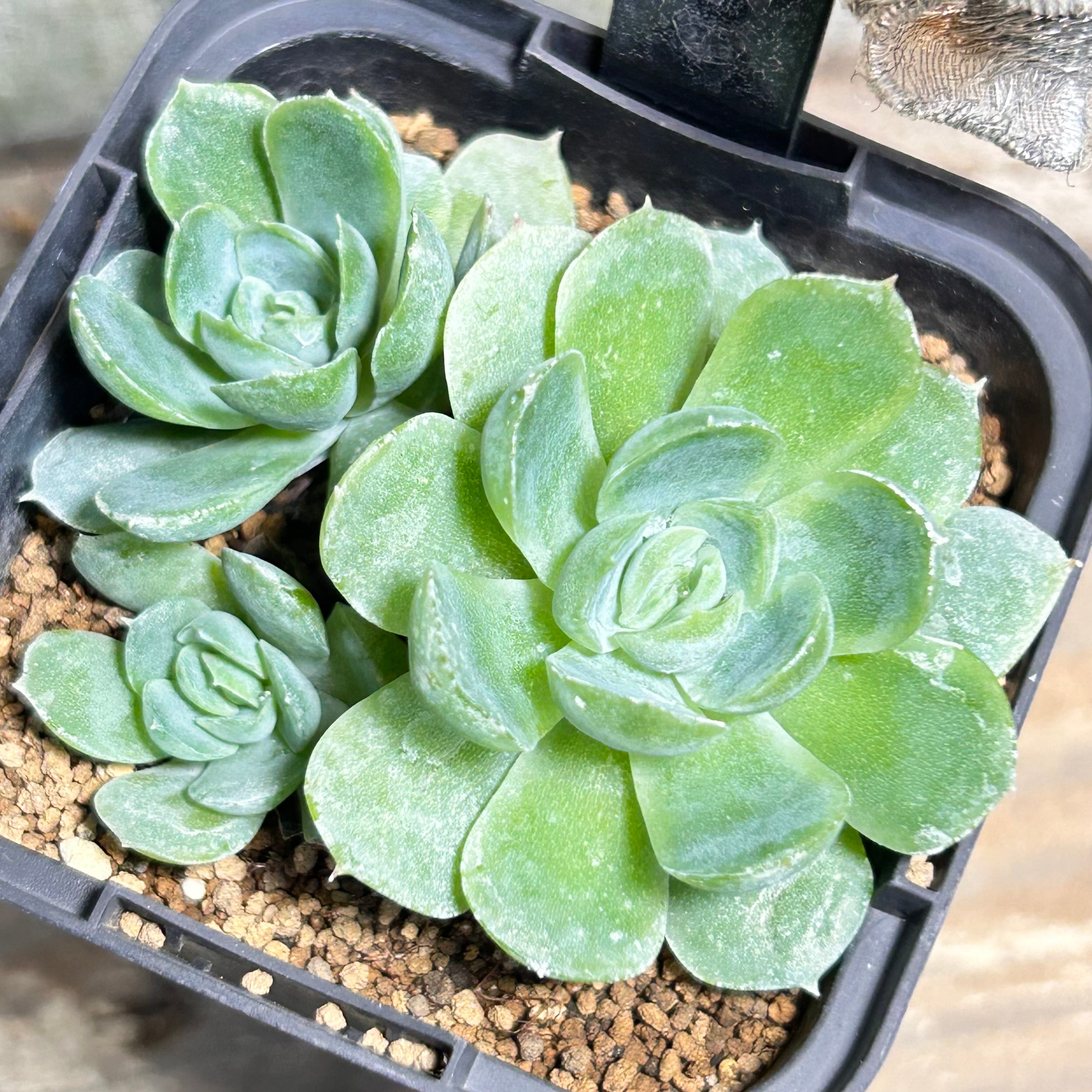 T) レッドレンズ オブツーサ錦 ハオルチア | RuPo 多肉植物専門店