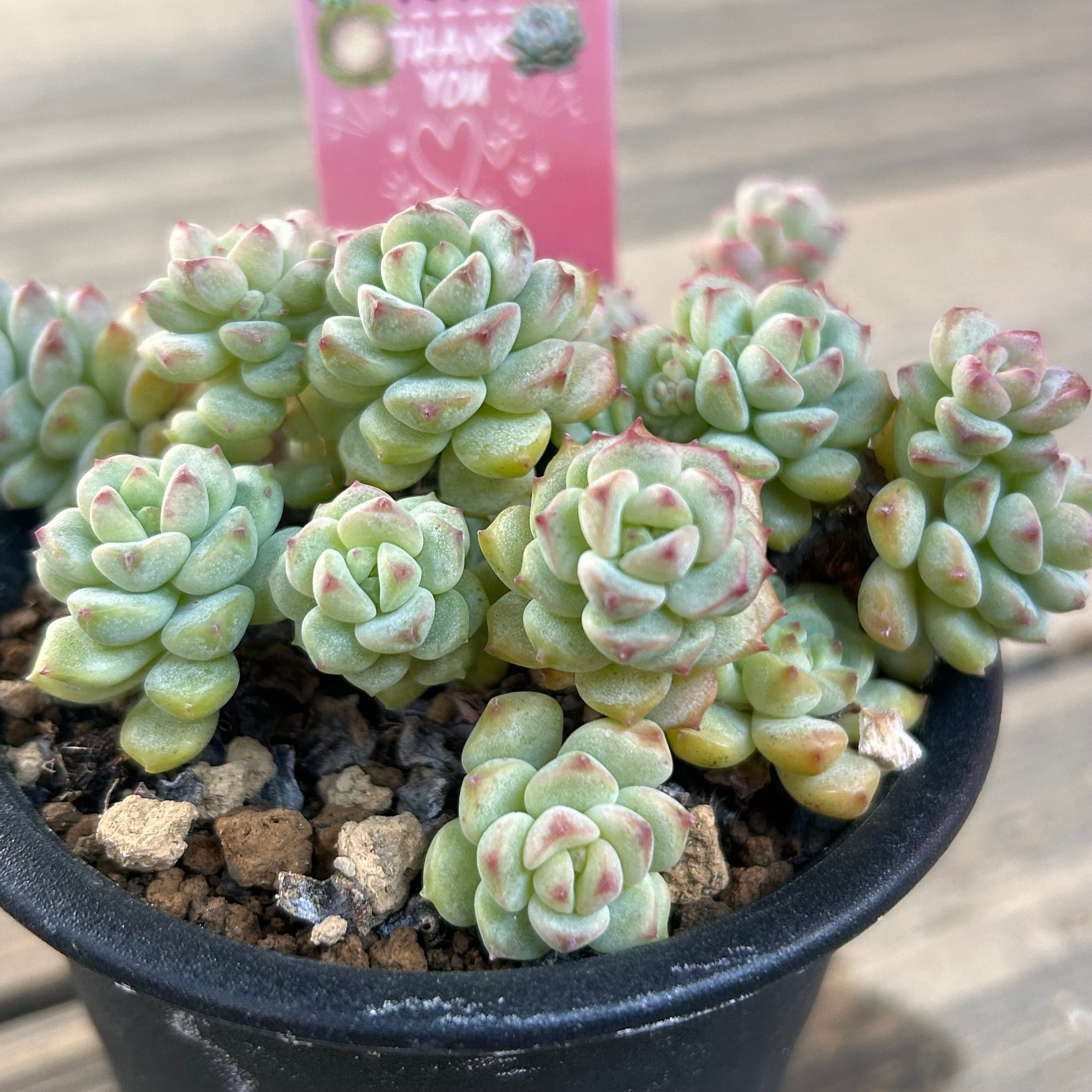 T)キャラメルスプライト | RuPo 多肉植物専門店