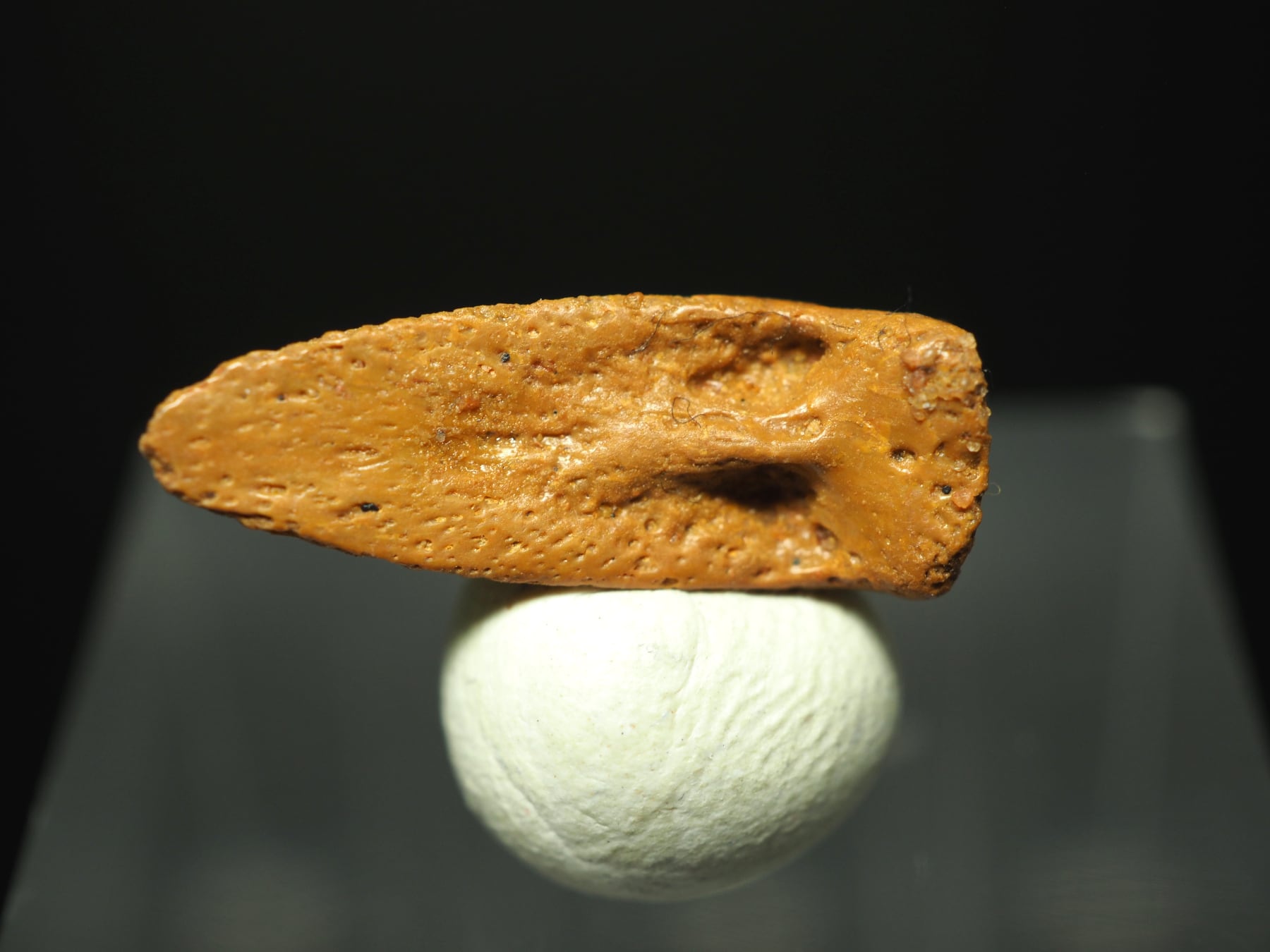 830mm!! 博物館クラス！ワニの下顎の化石【Maroccosuchus zennaroi