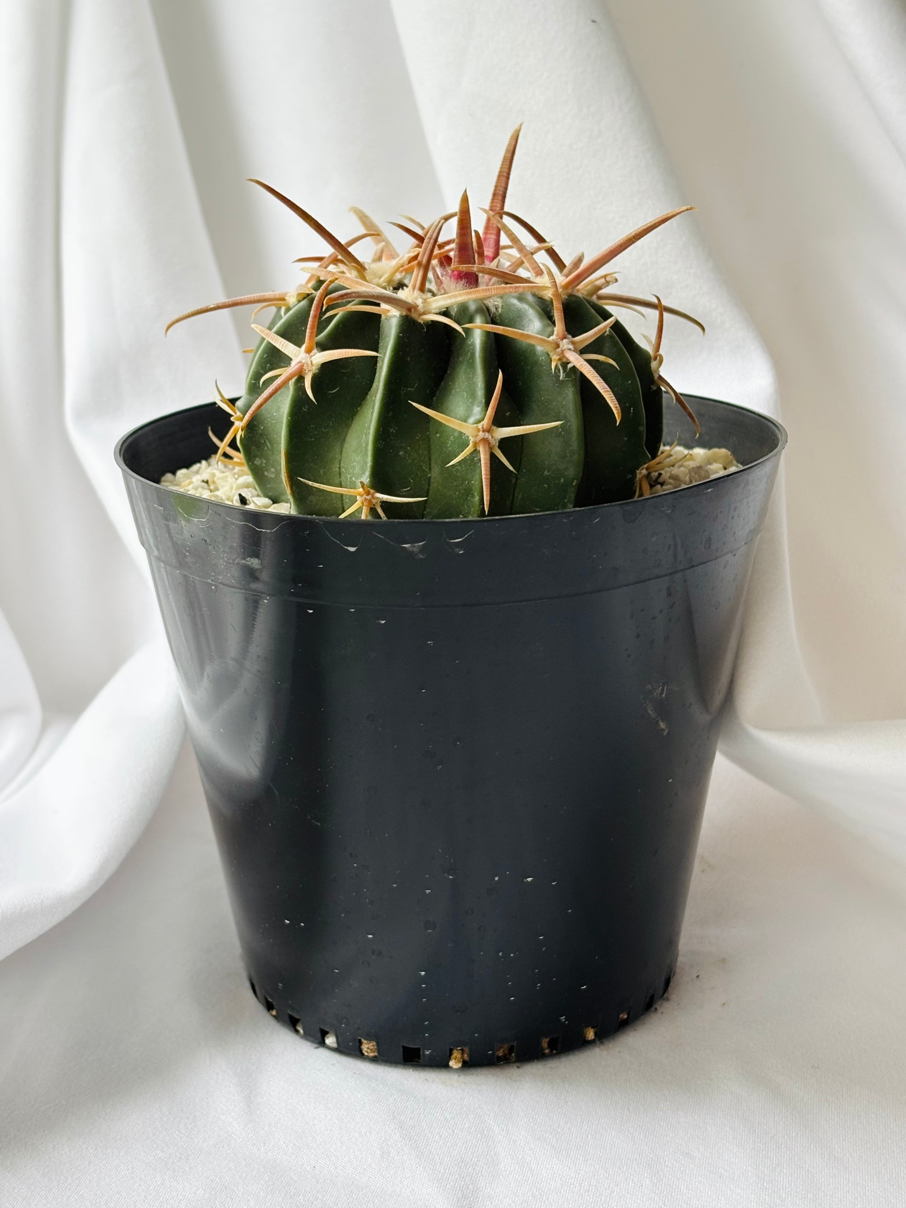 Echinocactus texensis エキノカクタス 綾波 王綾波 サボテン | plants