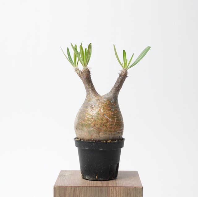 パキポディウム グラキリス no.2〈発根済み〉