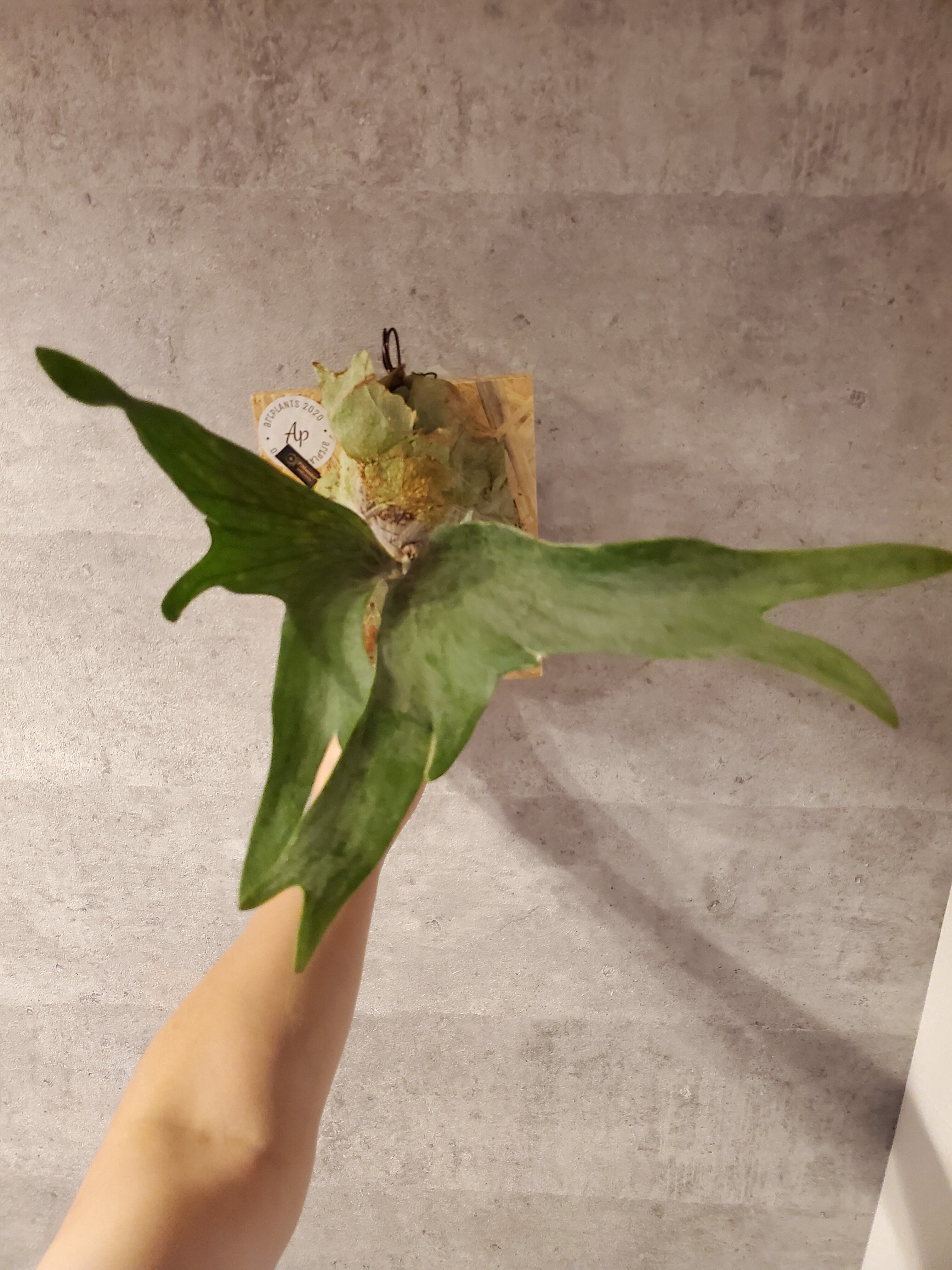 P.Monster 【artPLANTs】ビカクシダ/Platycerium | artPLANTs （アート