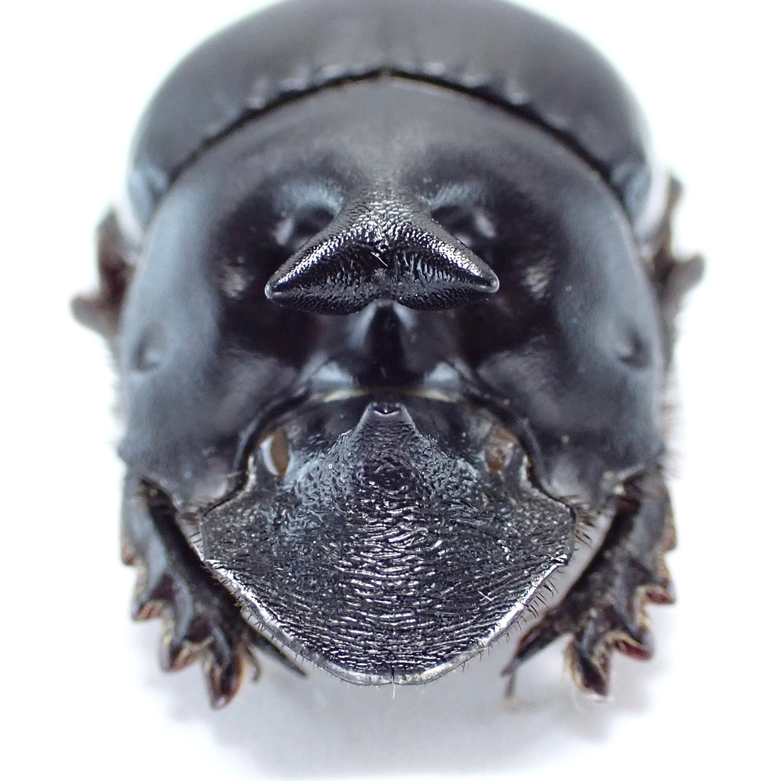 ペルー産 Dichotomius diabolicus ♂ 20mm | 昆虫標本 Diggers & Rollers