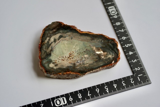 珪化木 Araucarioxylon A