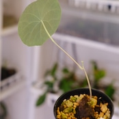 Stephania kaweesakii / ステファニア カウィーサキー㊷/ 観葉植物