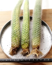 発根済カット苗 クレイストカクタス カラデモノ錦 単頭 Cleistocactus winteri ssp.colademono f.variegata
