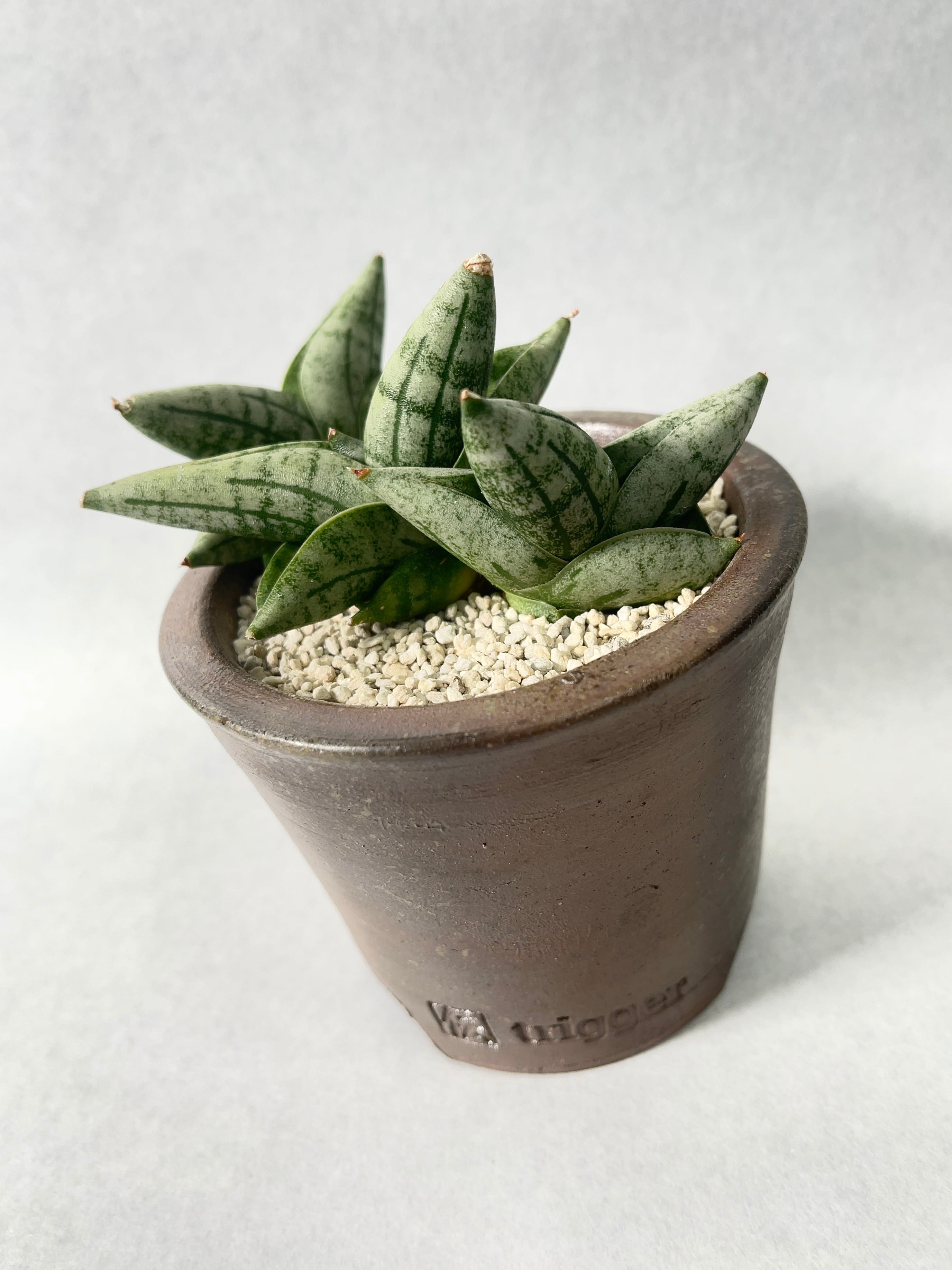 サンセベリア・ボンセレンシスミニ | trigger